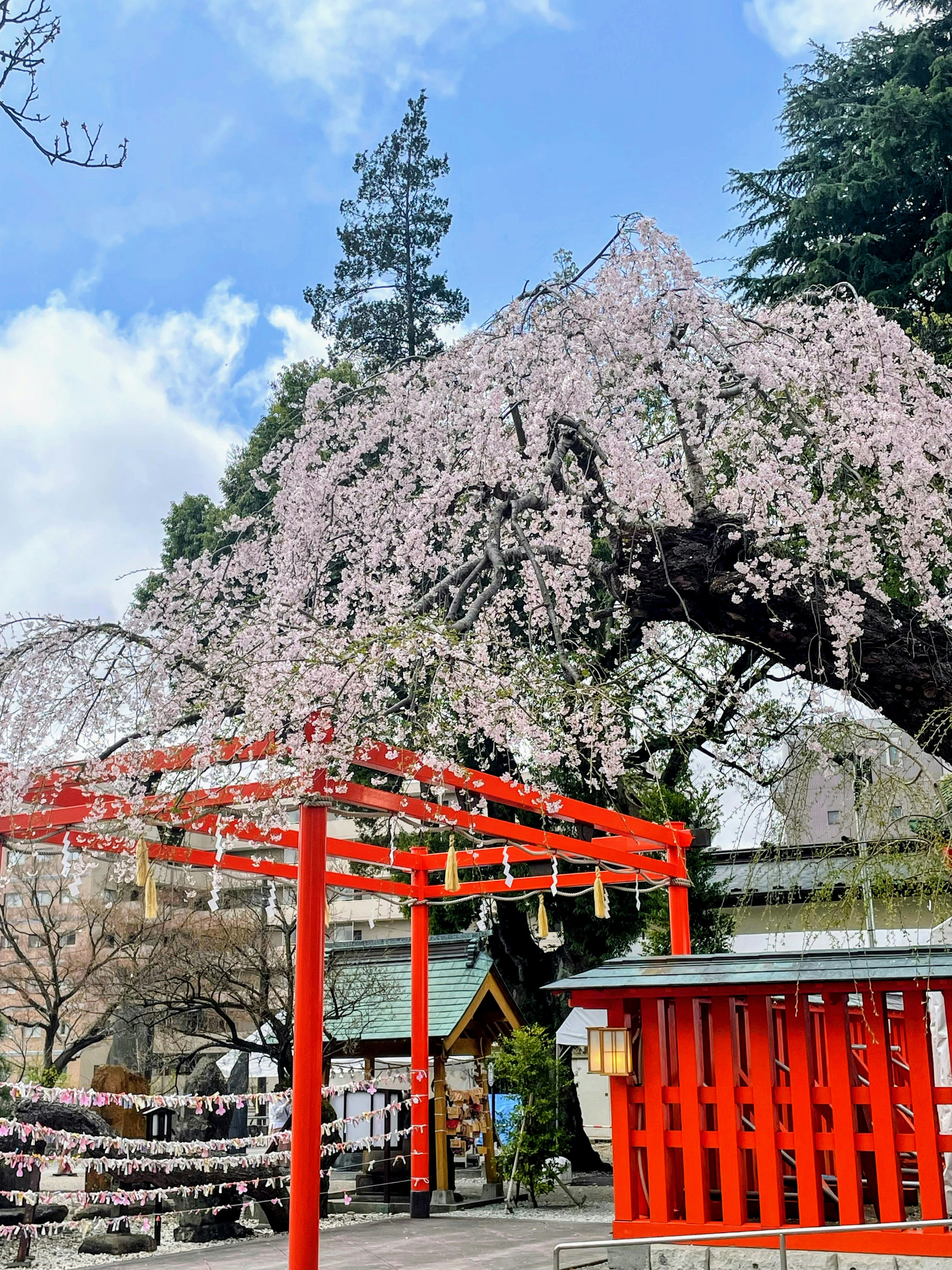 Scenic view of a cherry blossom tree and red torii gate at a shrine