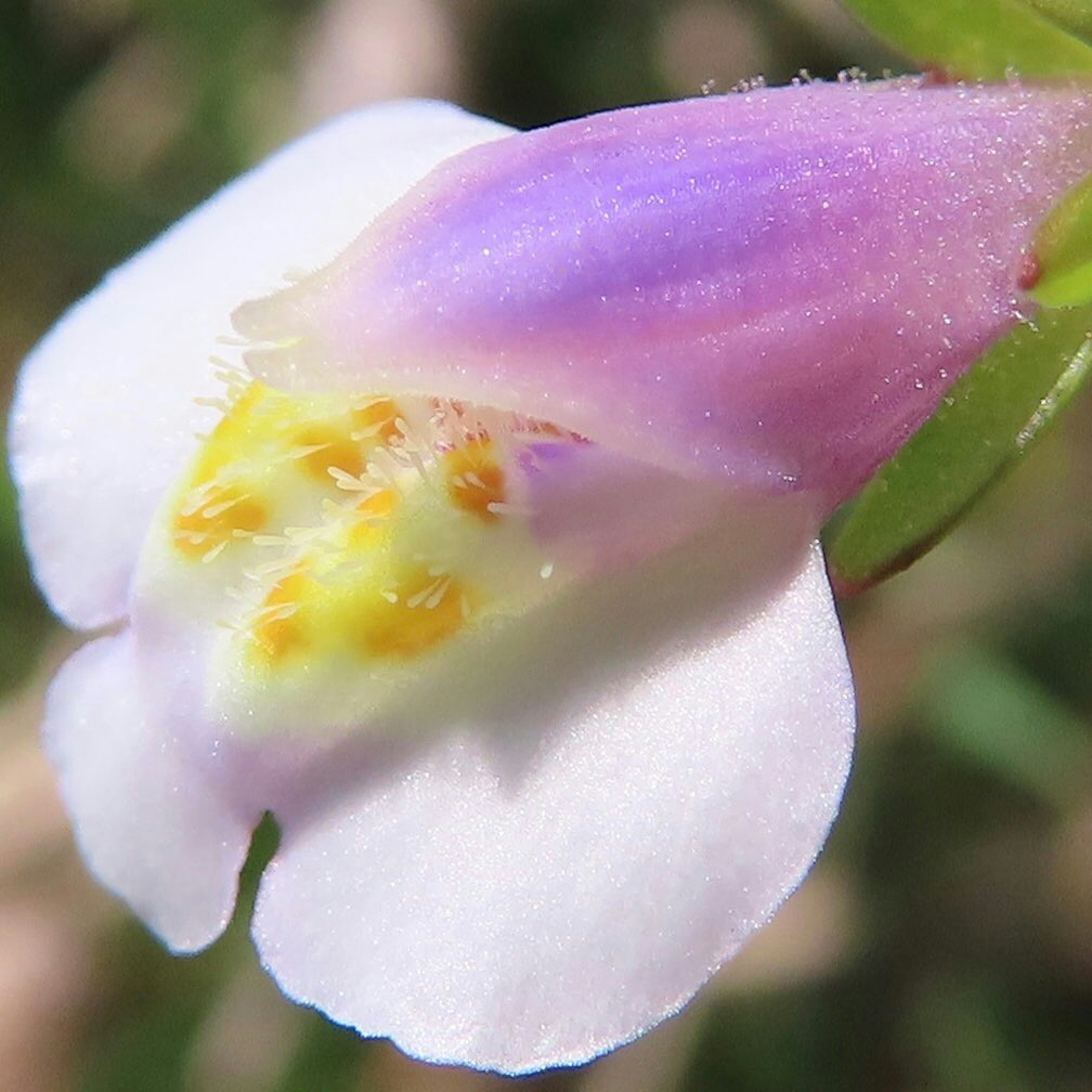 Primo piano di un fiore con petali viola delicati e stami gialli prominenti