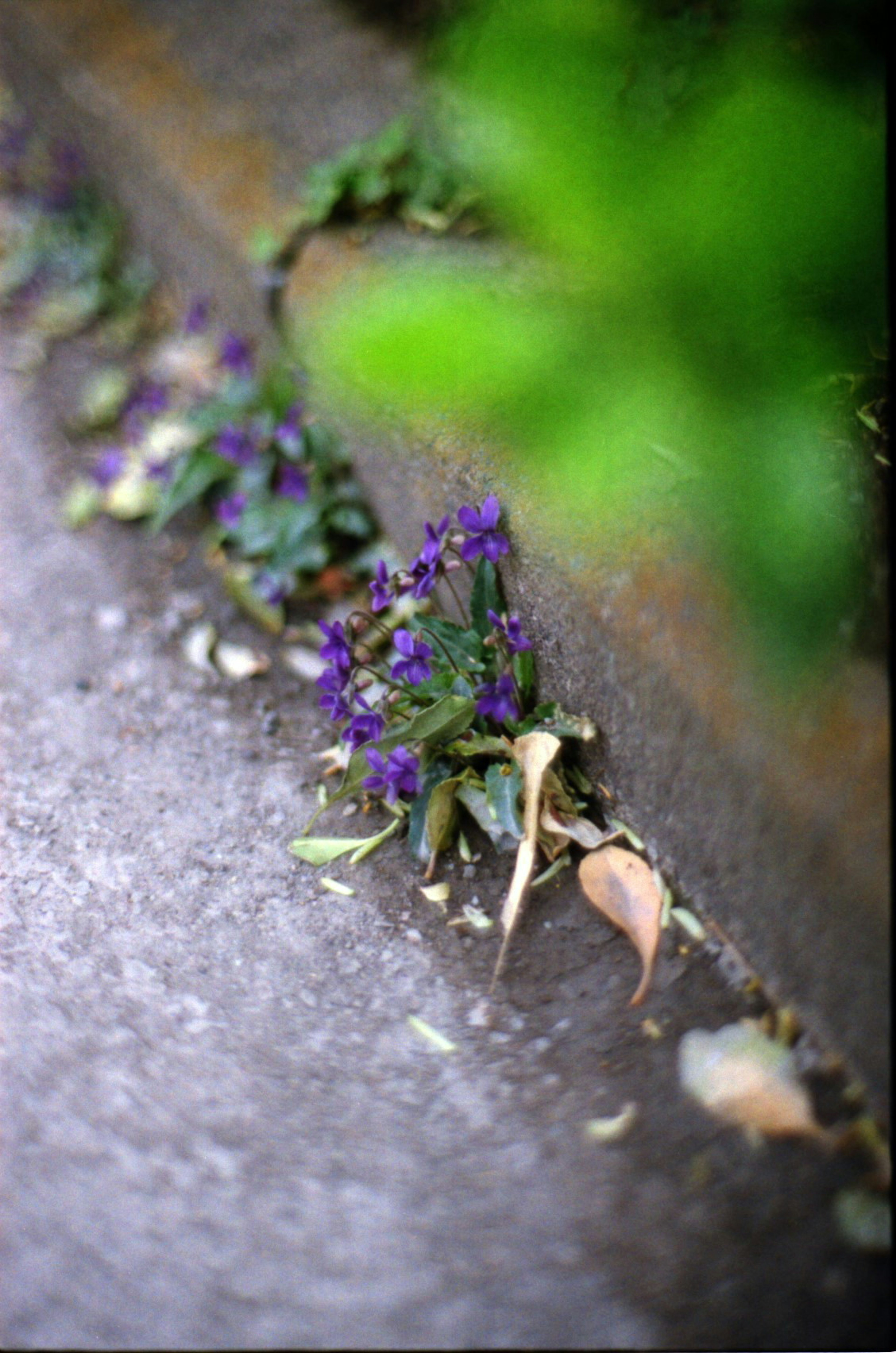 Fleurs violettes et feuilles vertes poussant dans une fissure sur le pavé