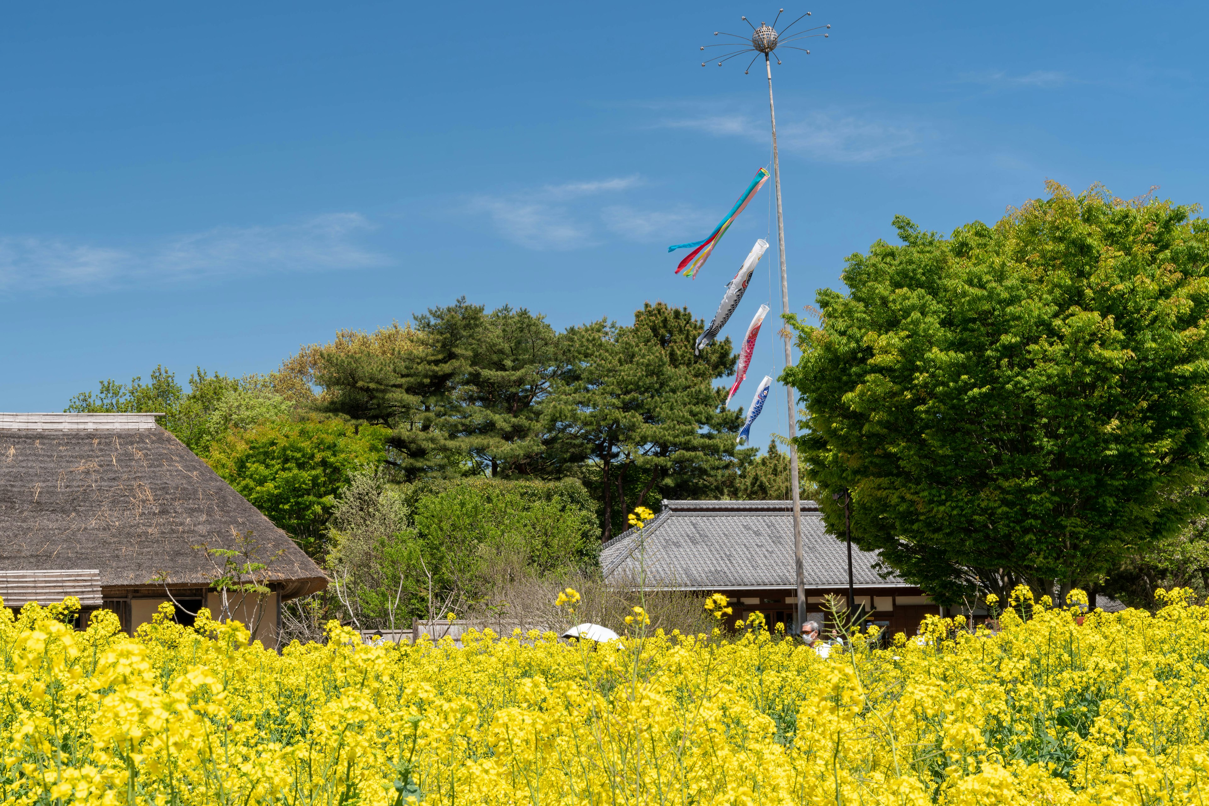 Ladang bunga canola kuning dengan rumah tradisional dan pepohonan di latar belakang