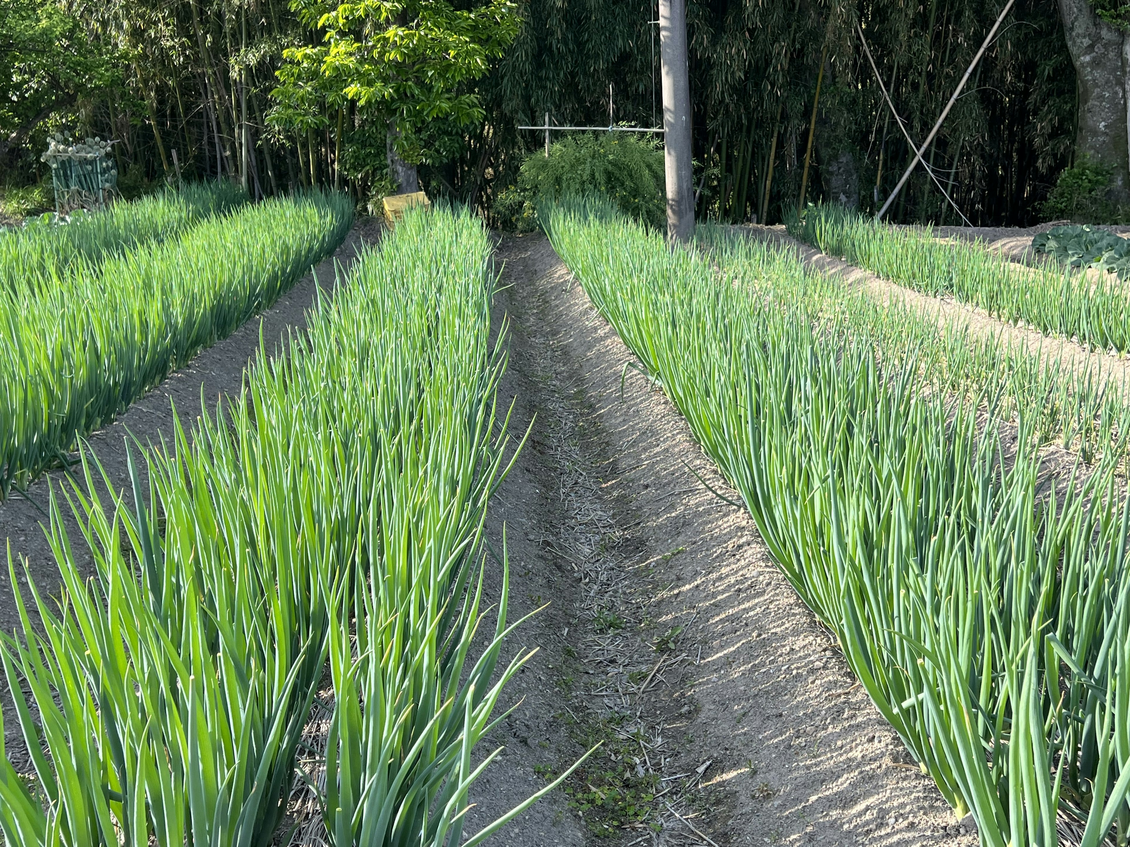 Lush green onion rows in a farm field