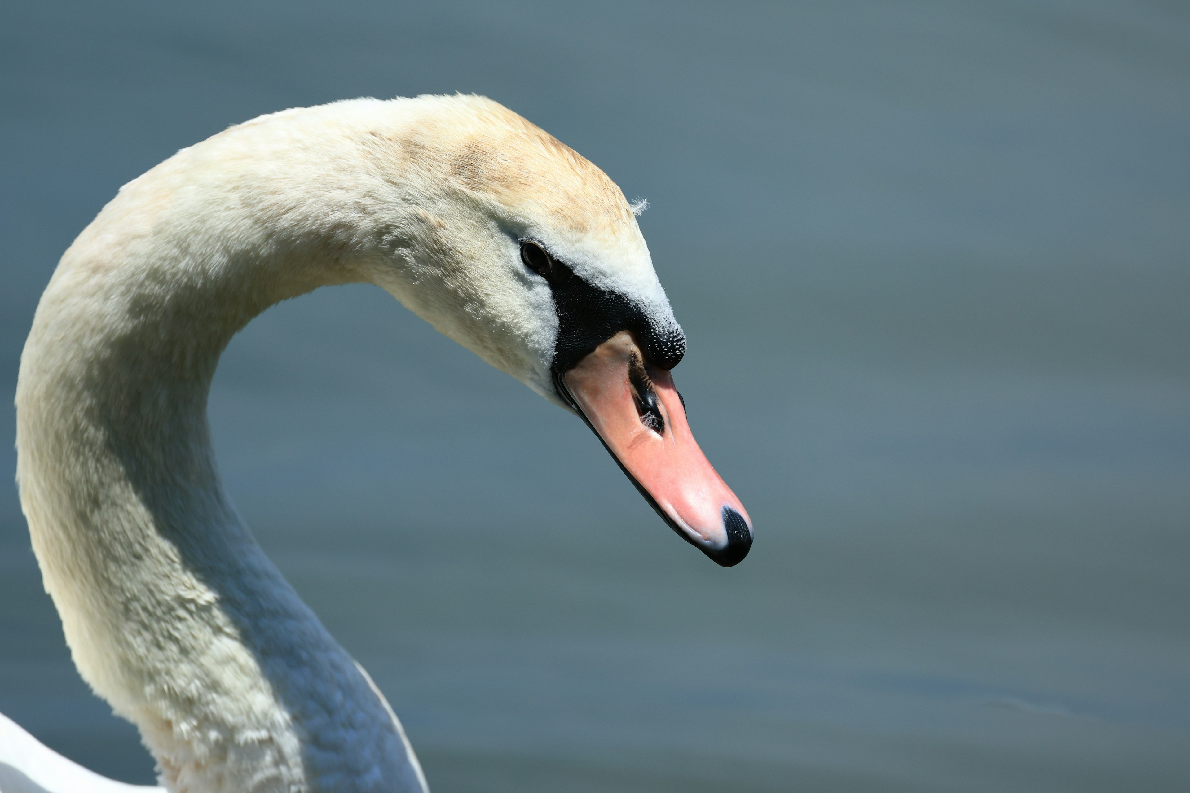 Primer plano de la cabeza y el cuello de un hermoso cisne contra un fondo de agua natural