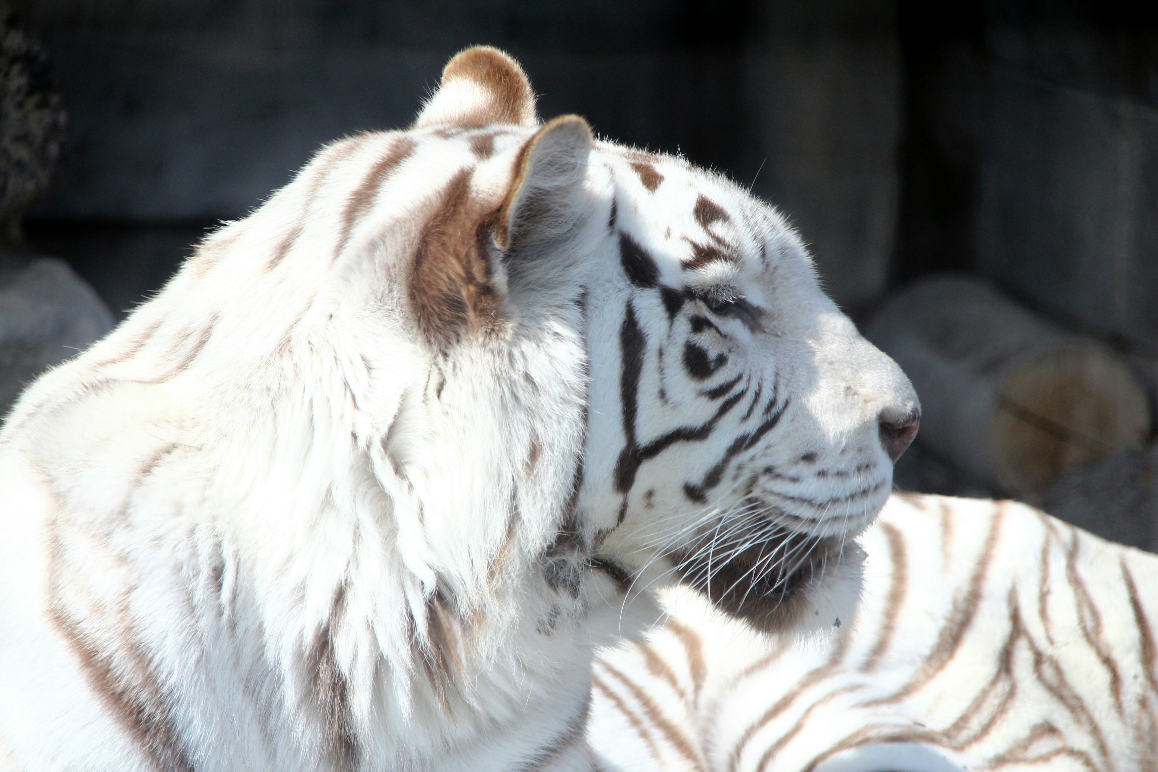 Profil d'un tigre blanc montrant sa fourrure blanche et ses rayures noires