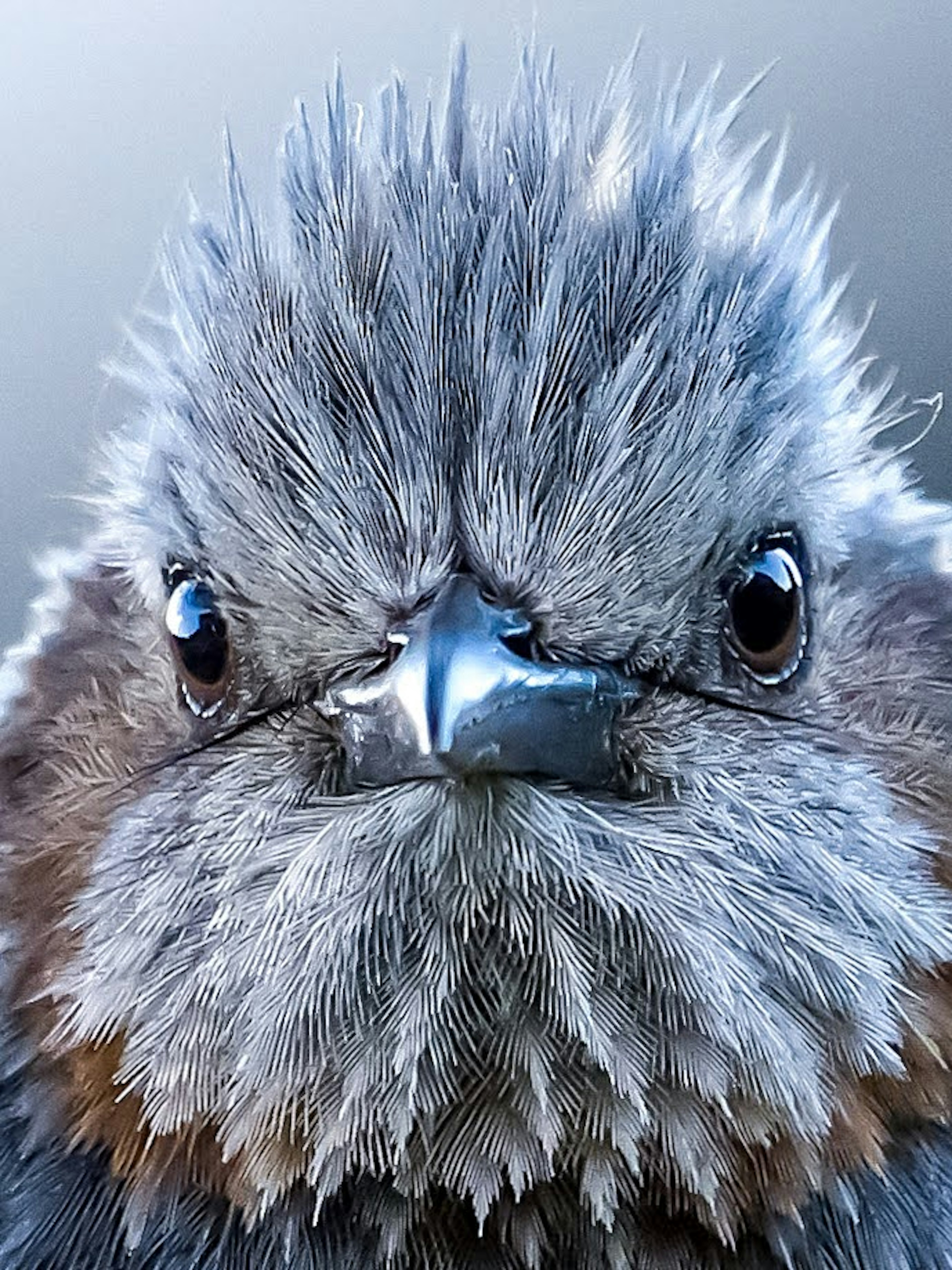 Foto en primer plano de un pájaro con plumas grises esponjosas que muestra claramente sus ojos y su pico