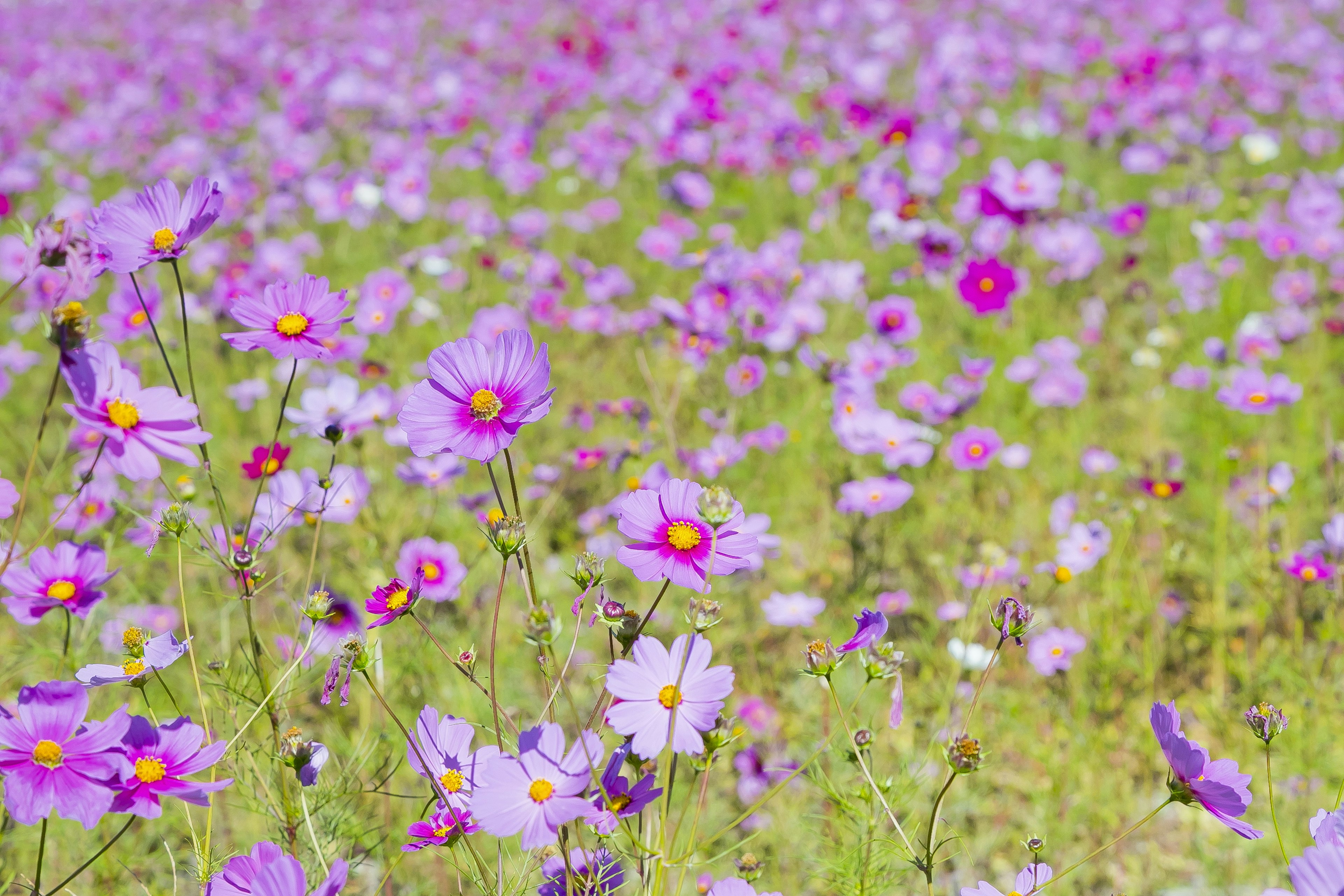 Vast field of blooming cosmos flowers in shades of purple