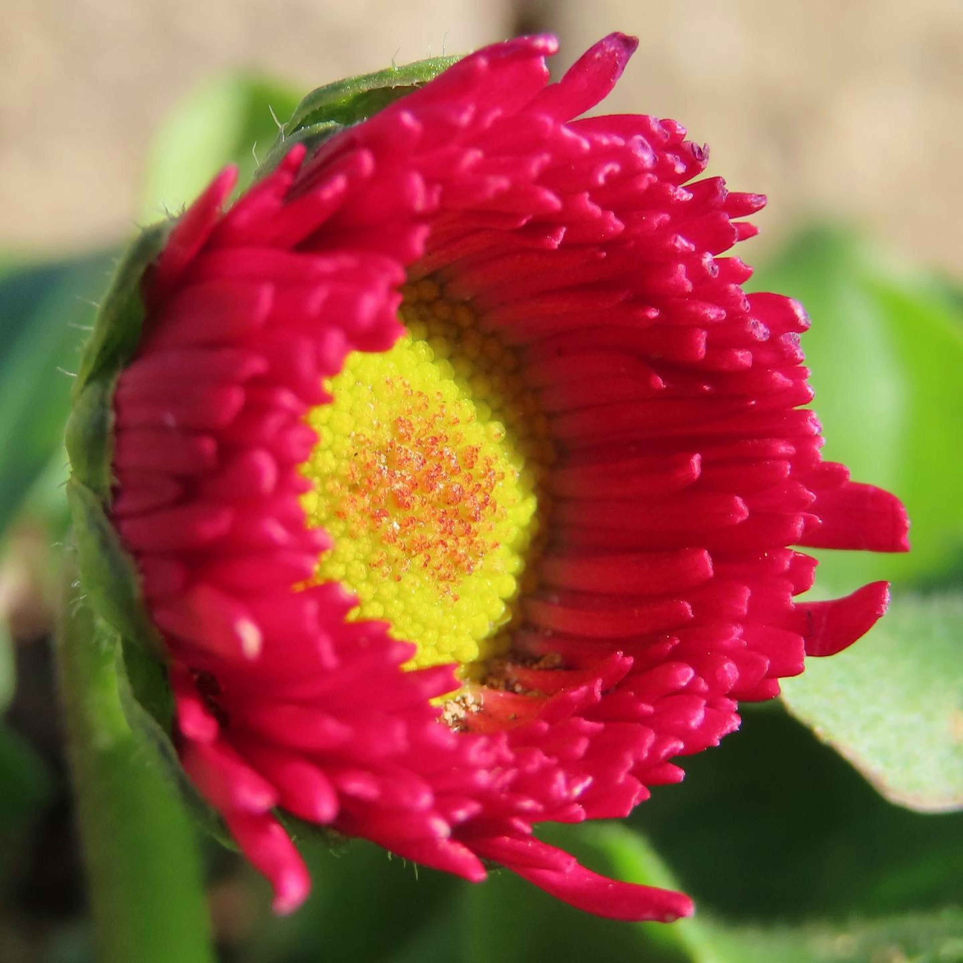 Flor roja vibrante con un centro amarillo