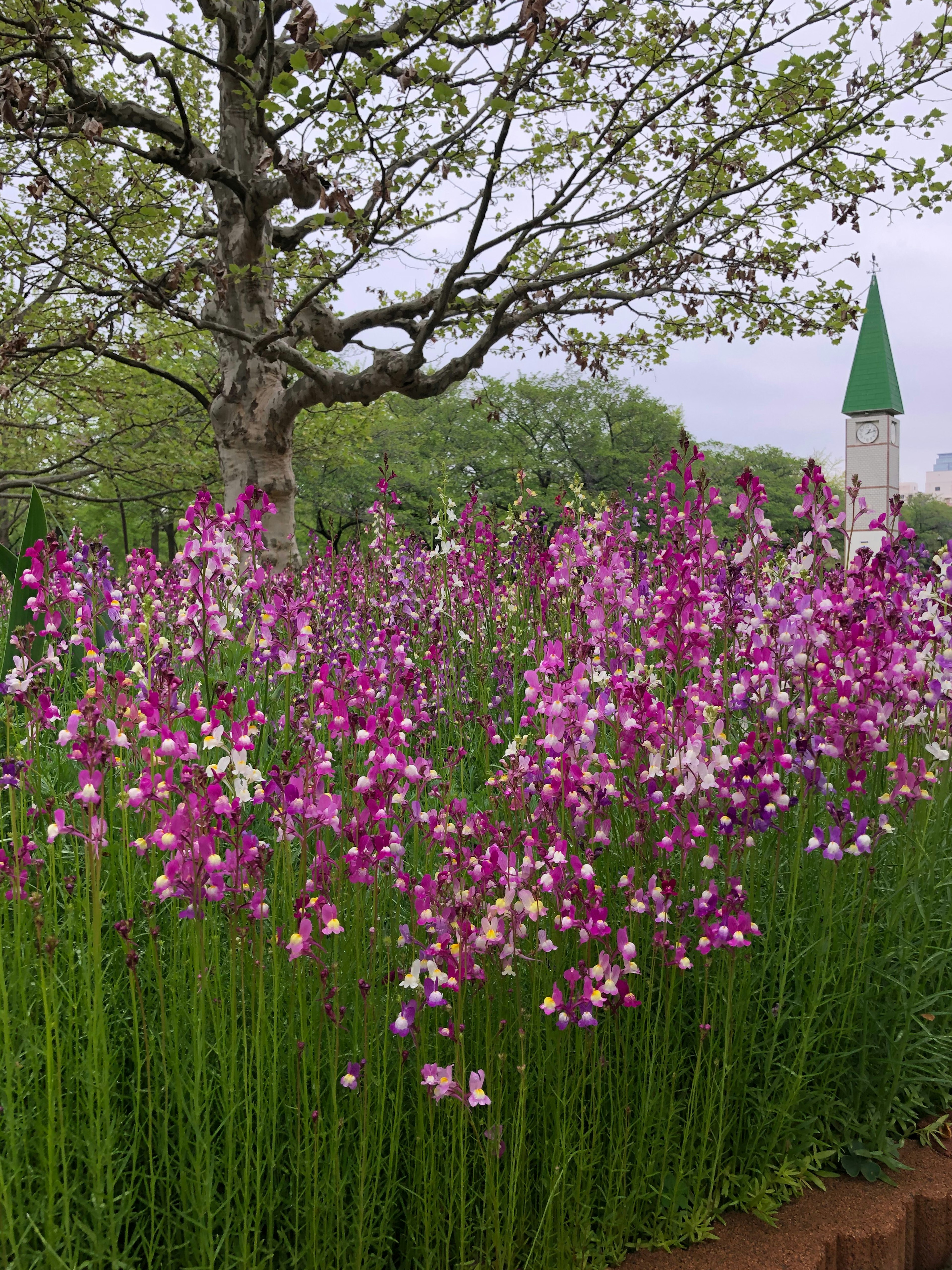 緑の草原に咲くピンクの花々と背後の木と尖塔のある建物