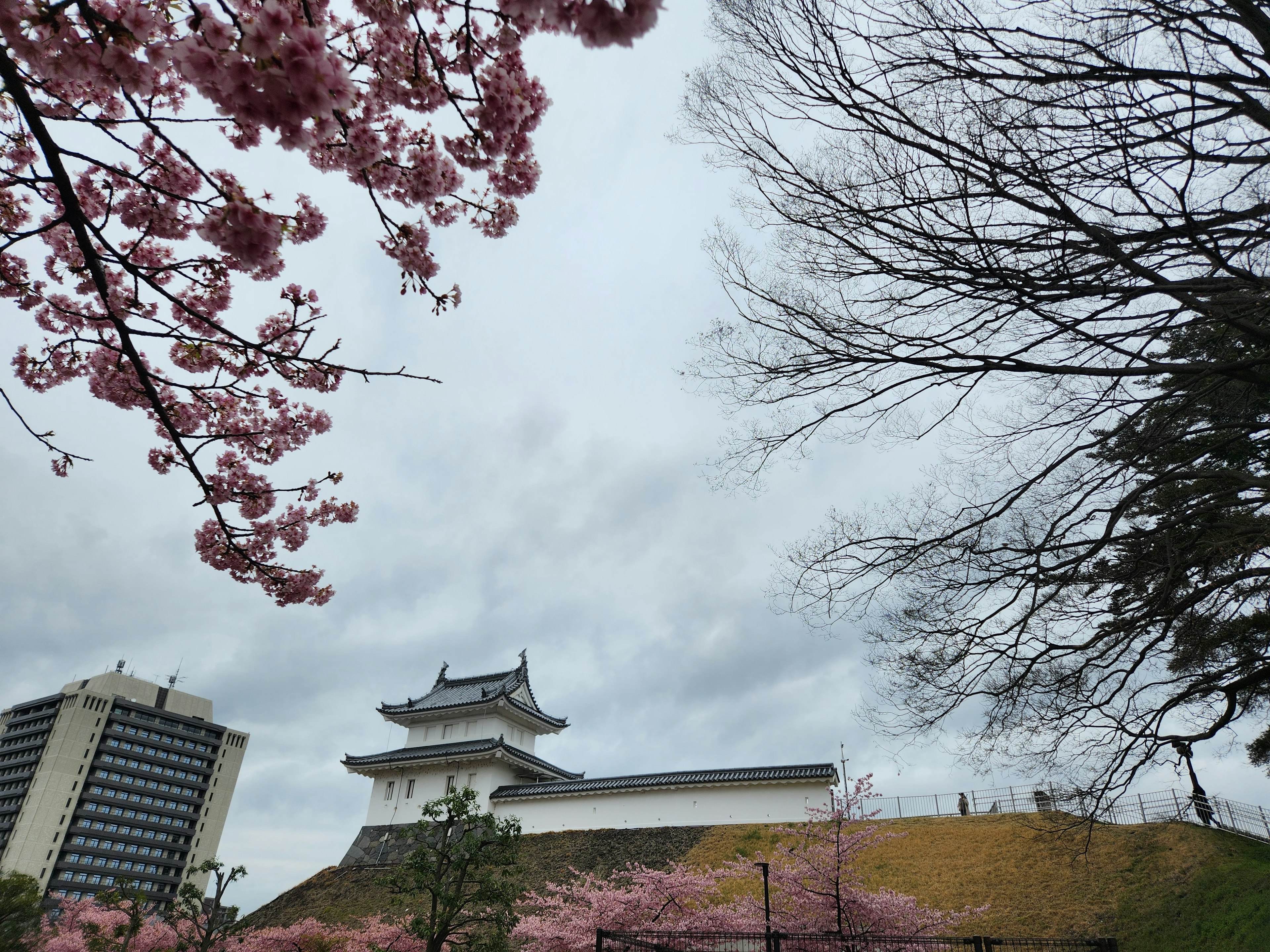 Cherry blossom trees framing a castle under a cloudy sky