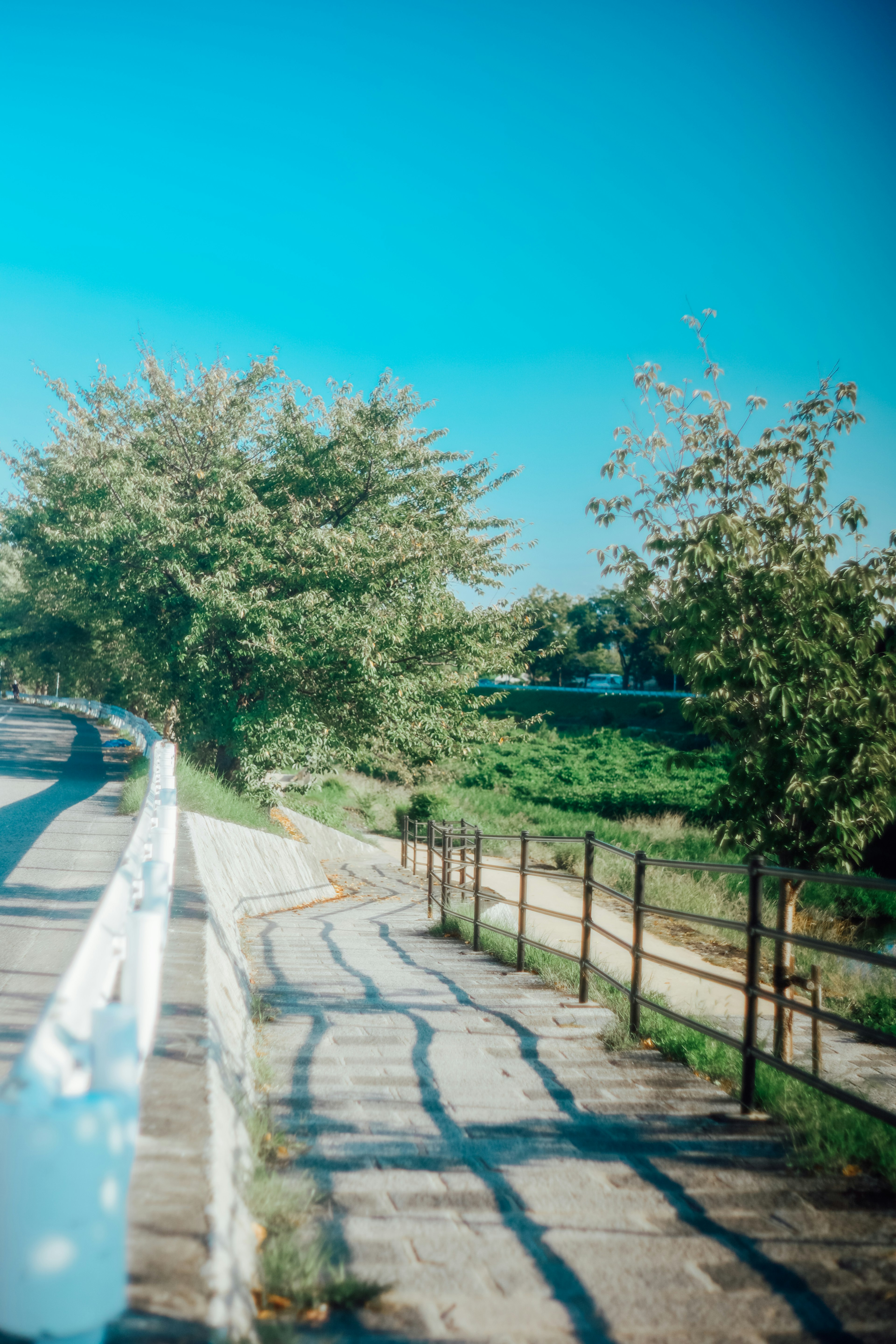 青空の下にある歩道と木々の風景