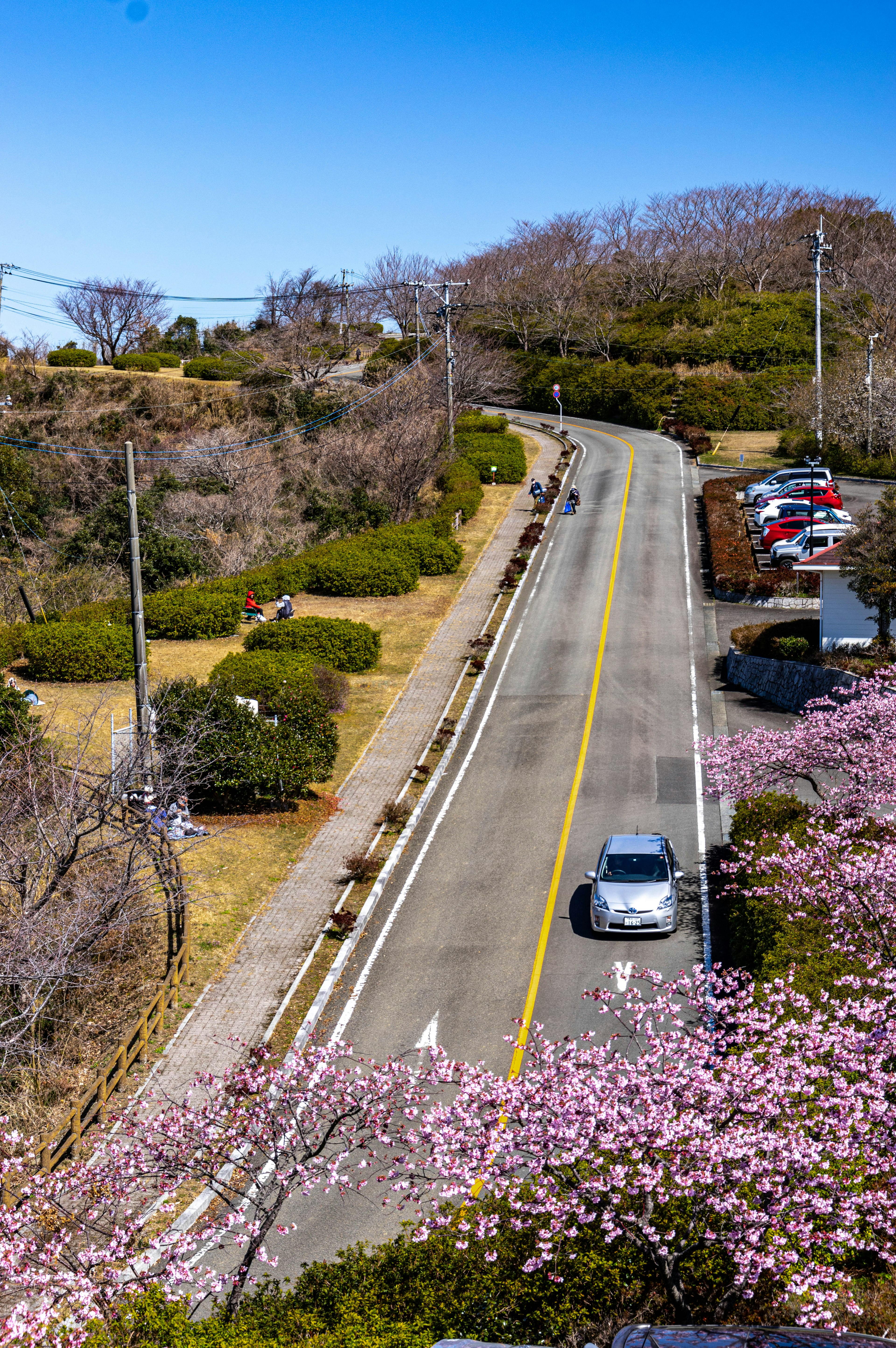 桜の花が咲く道路の風景青空の下で車が走っている