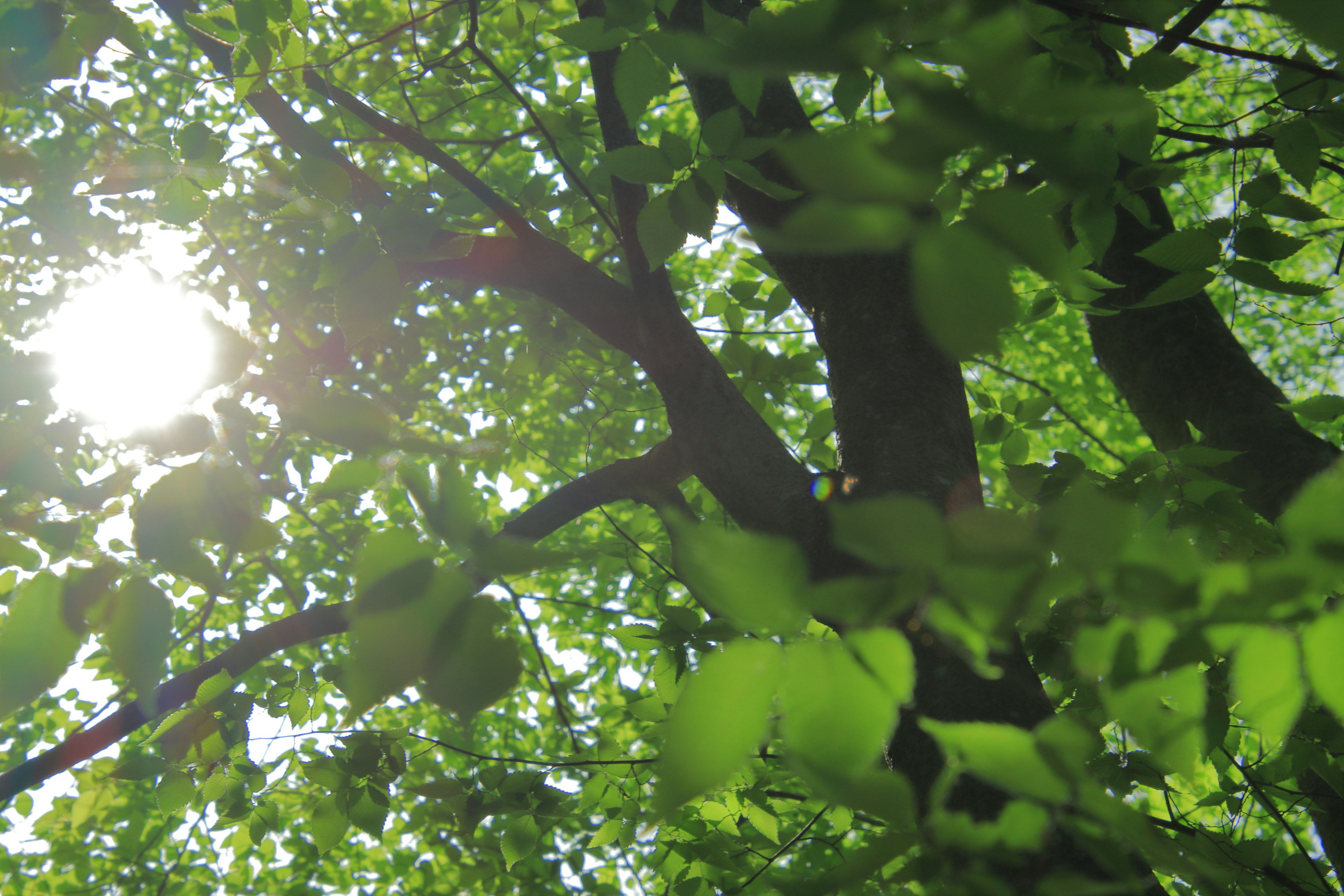 Feuilles d'arbre vertes luxuriantes avec la lumière du soleil qui filtre