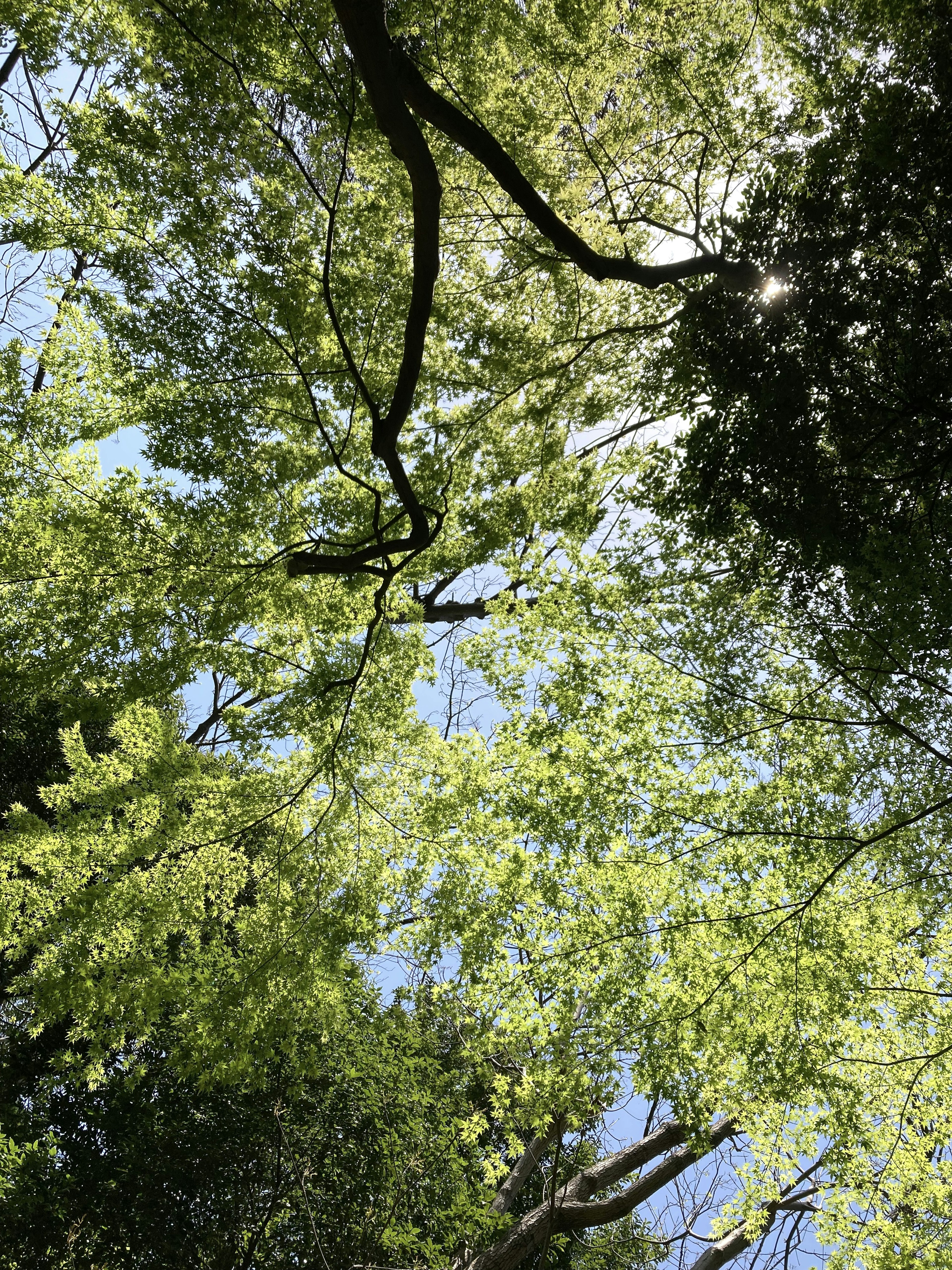 View of lush green tree leaves and blue sky from below