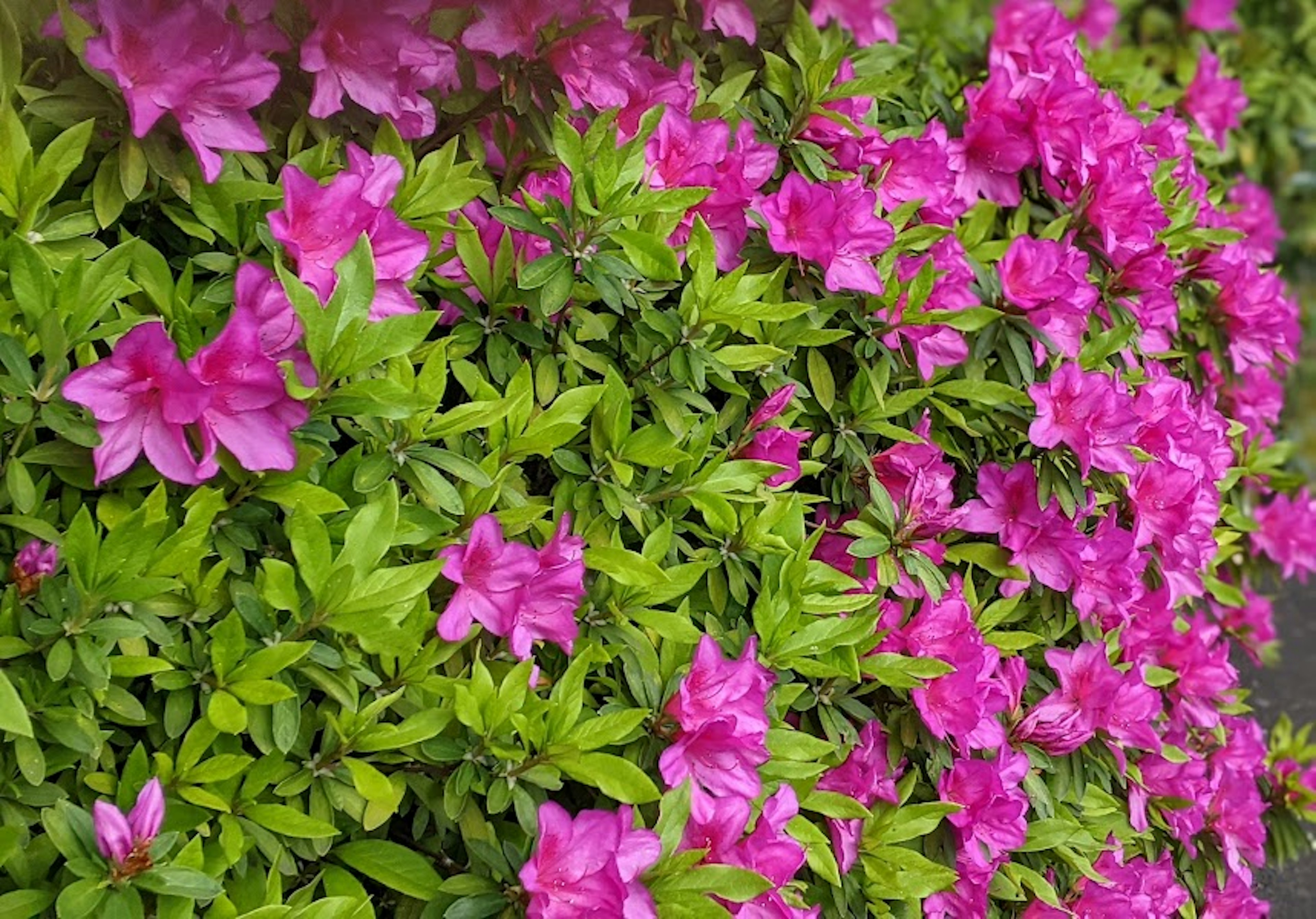 鮮やかなピンクの花が咲く緑の葉の植物