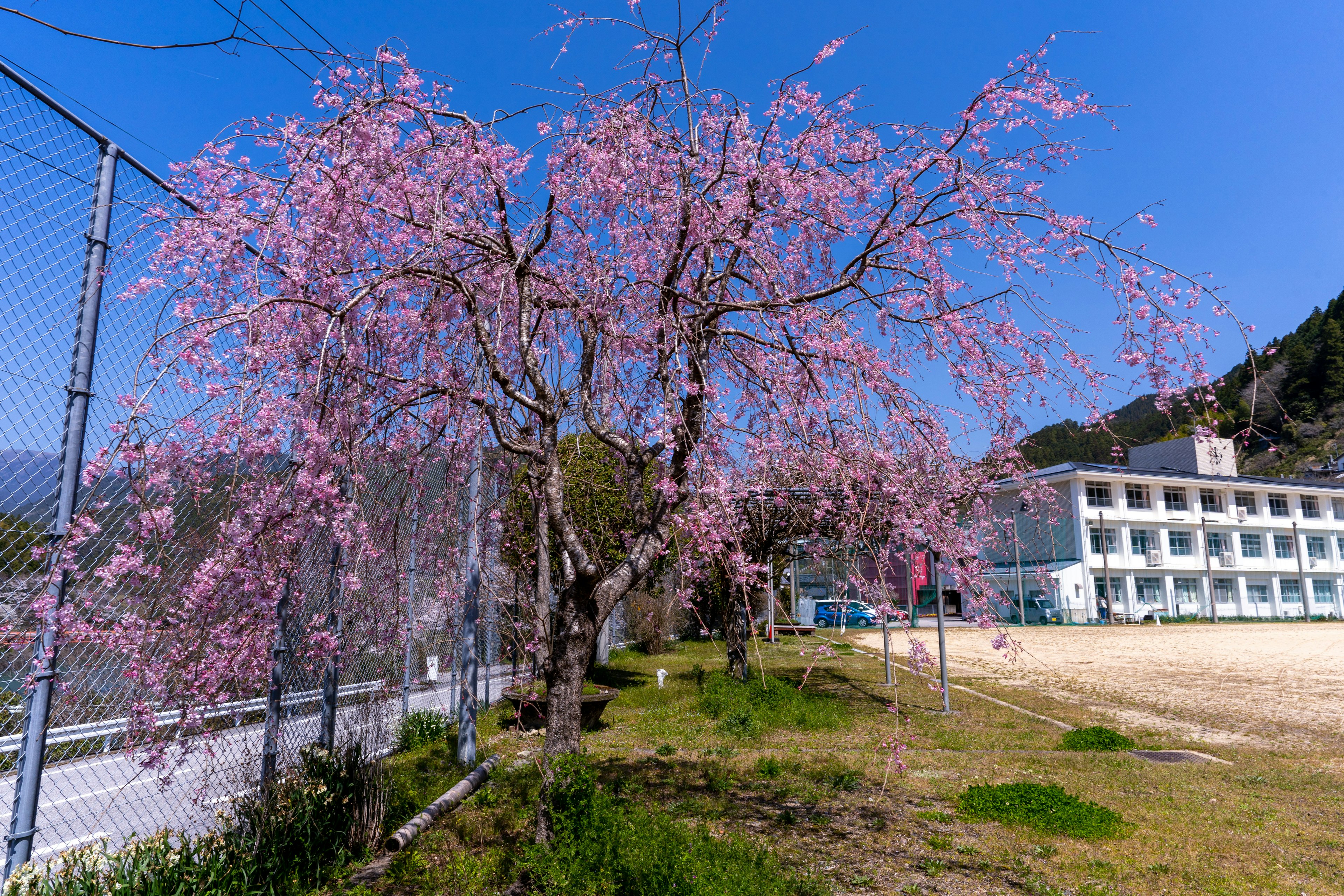 Kirschbaum in voller Blüte neben einem Schulgebäude