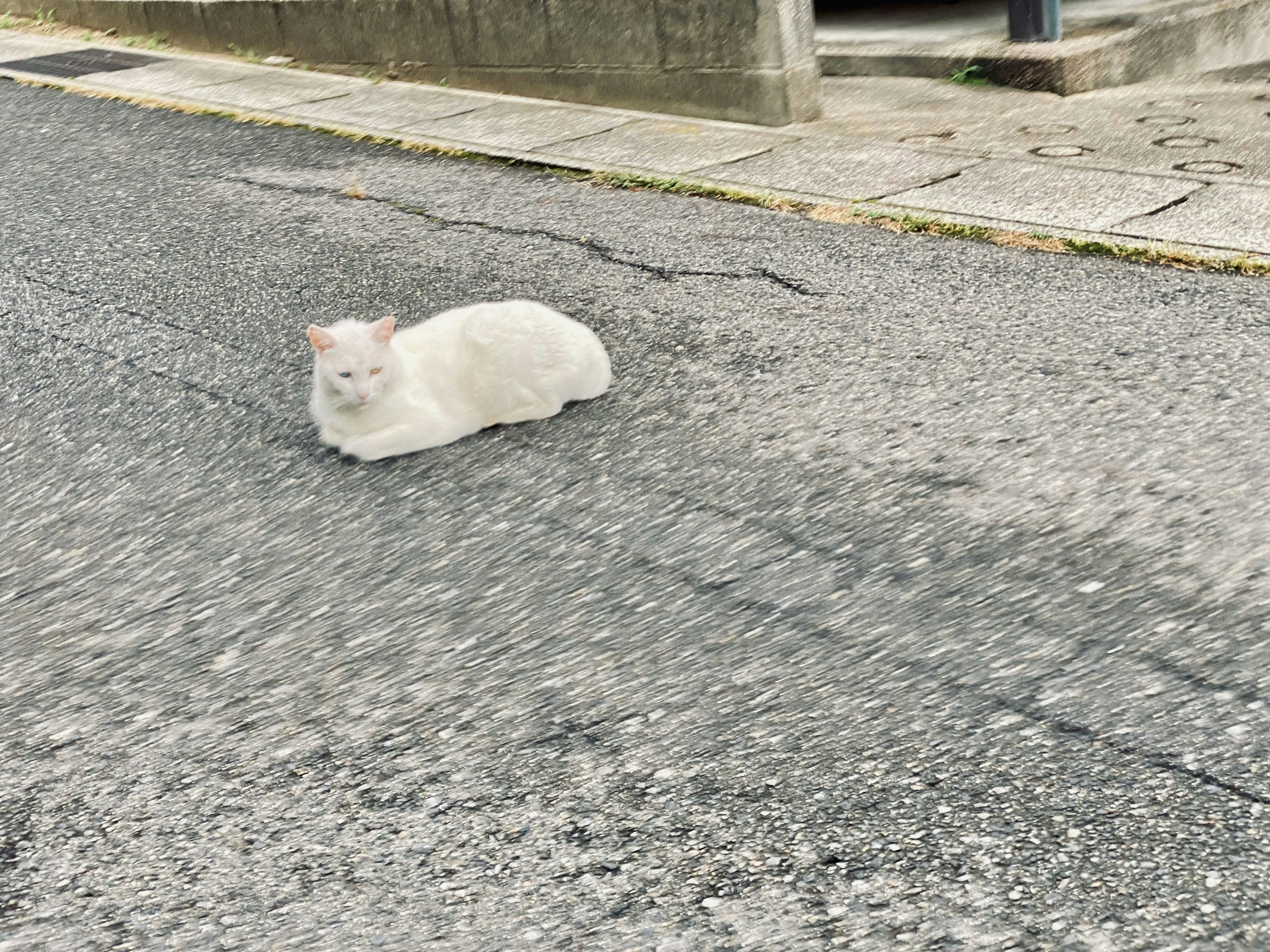 Eine weiße Katze liegt auf einer gepflasterten Straße