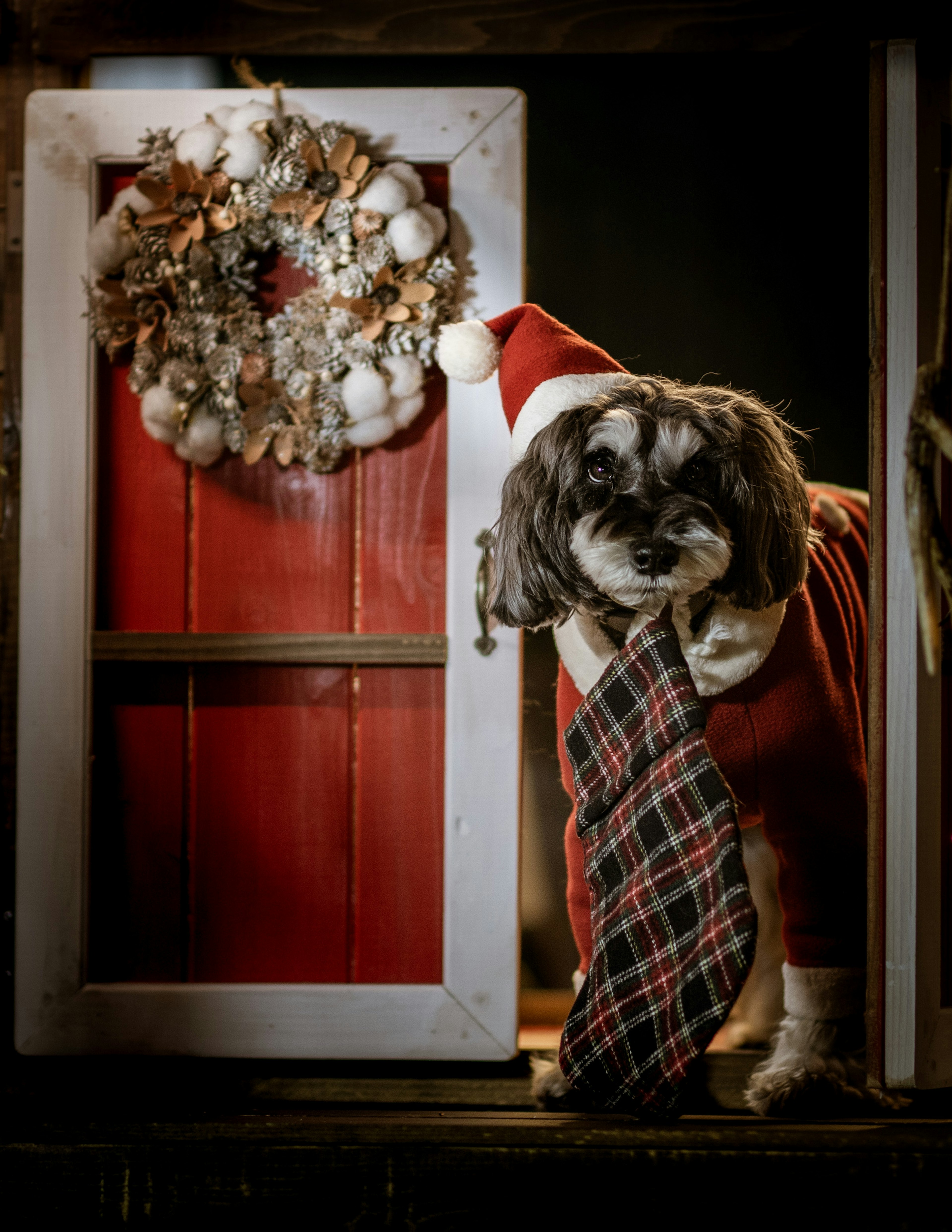 Dog dressed in Santa costume standing by a red door