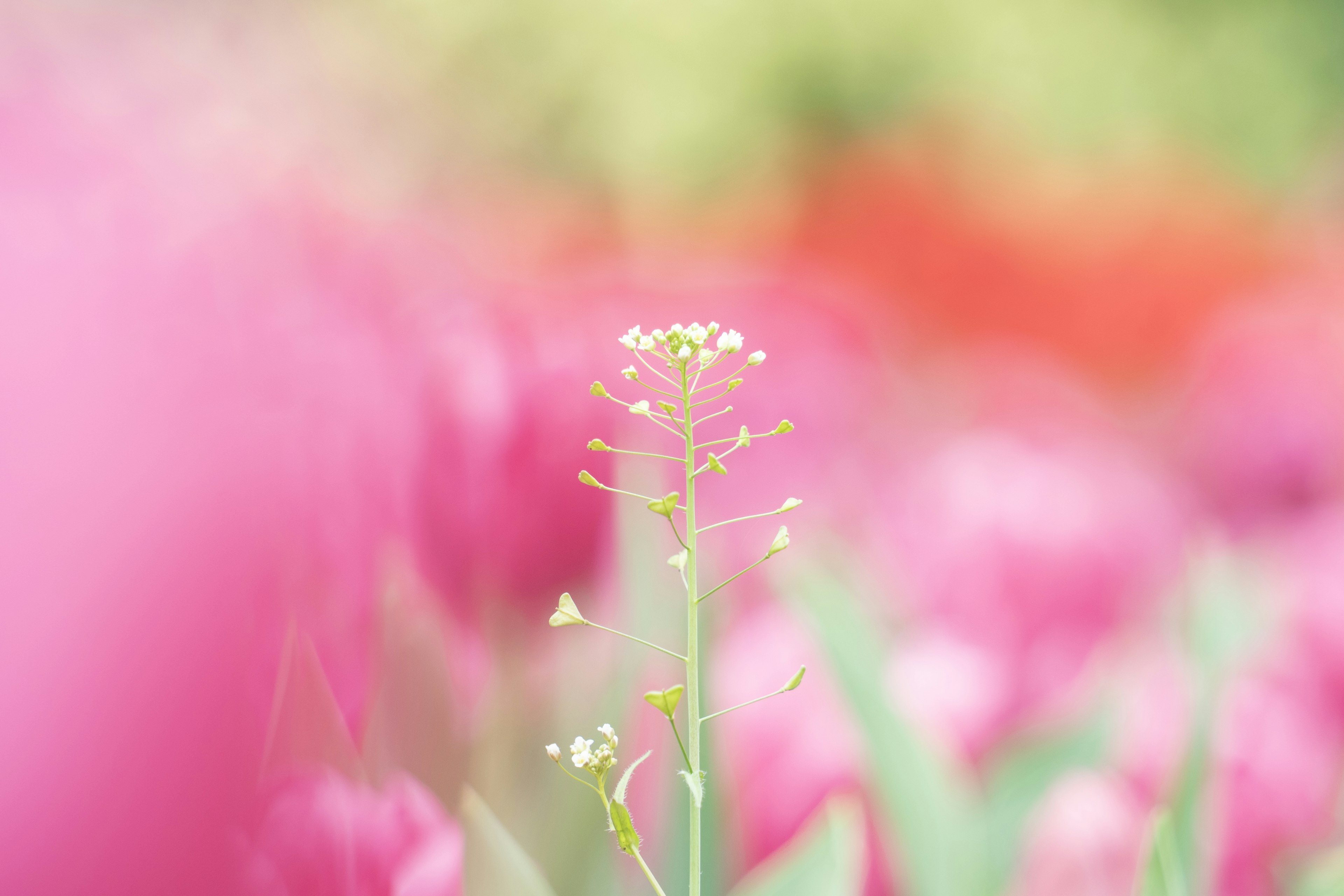 淡い色合いの花の背景に目立つ小さな白い花