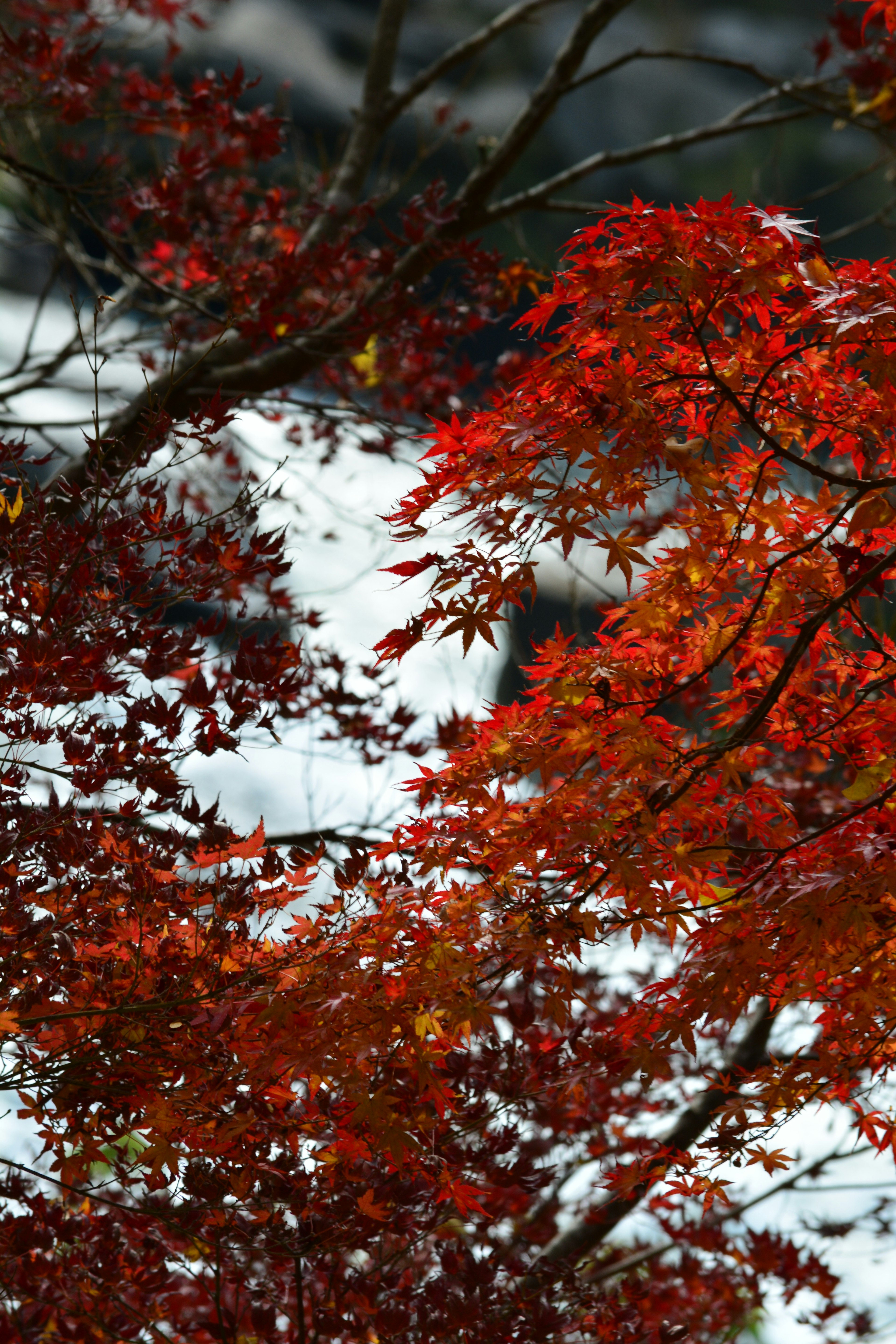 雪に覆われた背景に鮮やかな紅葉の葉