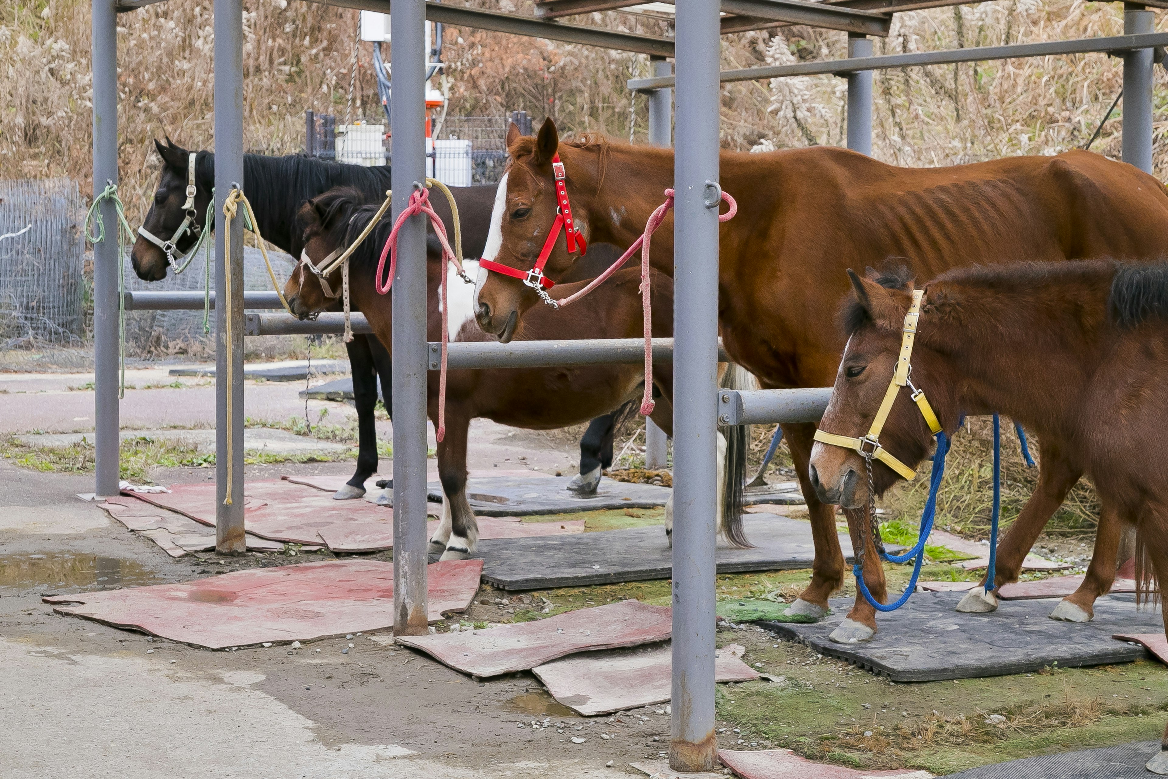 Caballos atados en un área de establo con varios colores