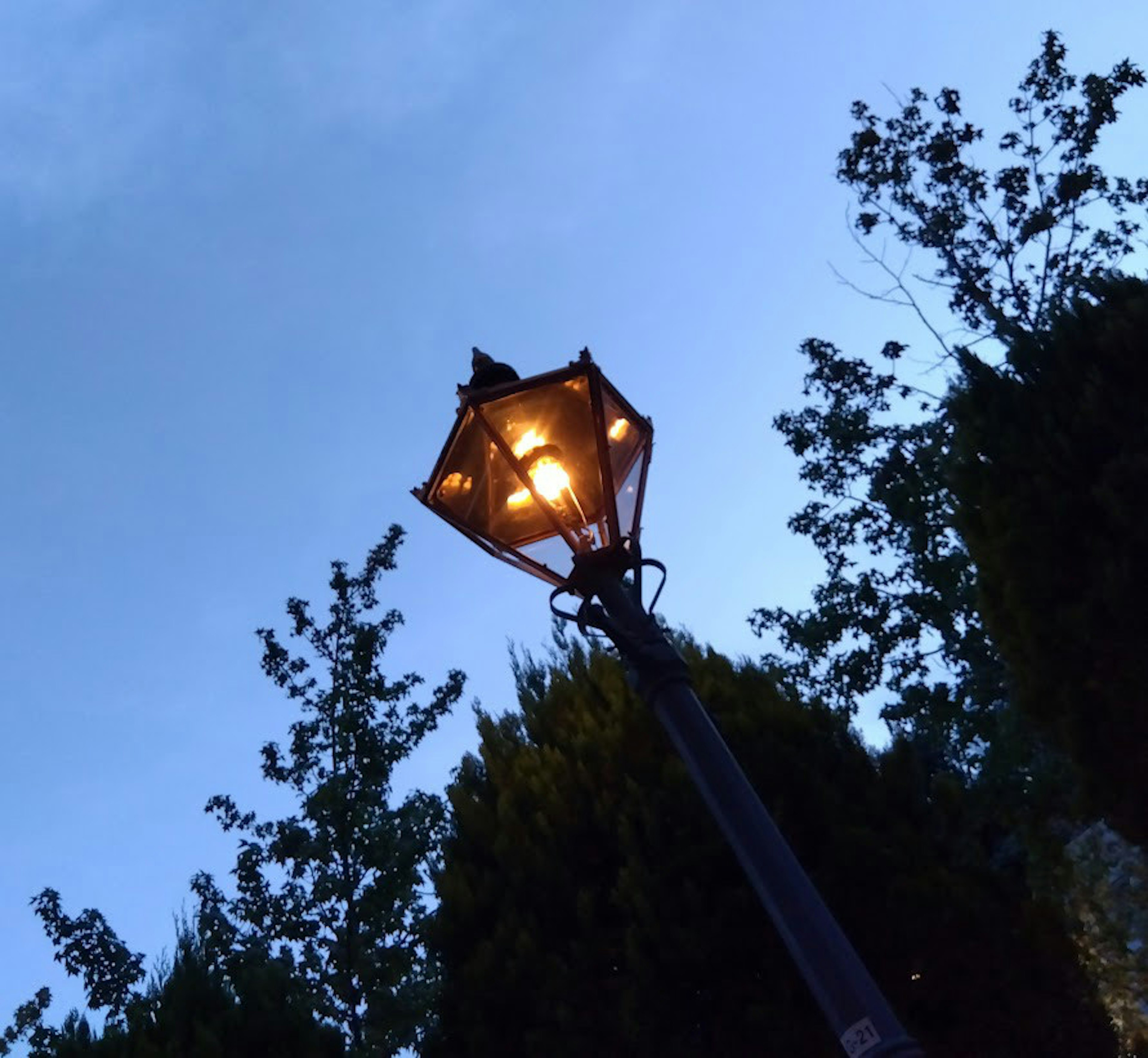 Lampadaire illuminé au crépuscule avec des arbres en arrière-plan