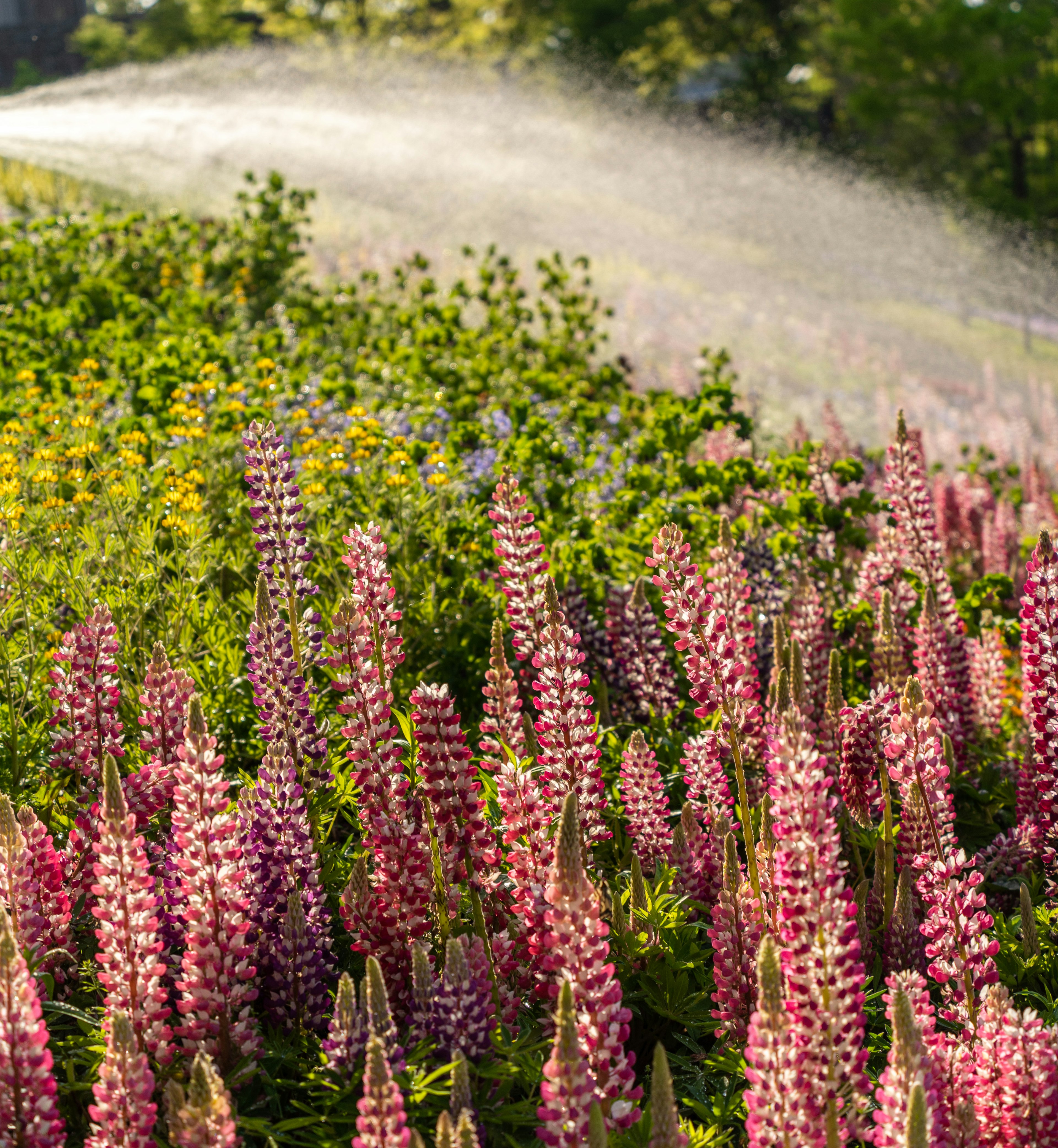 Vibrant lupines blooming in a garden with a watering system