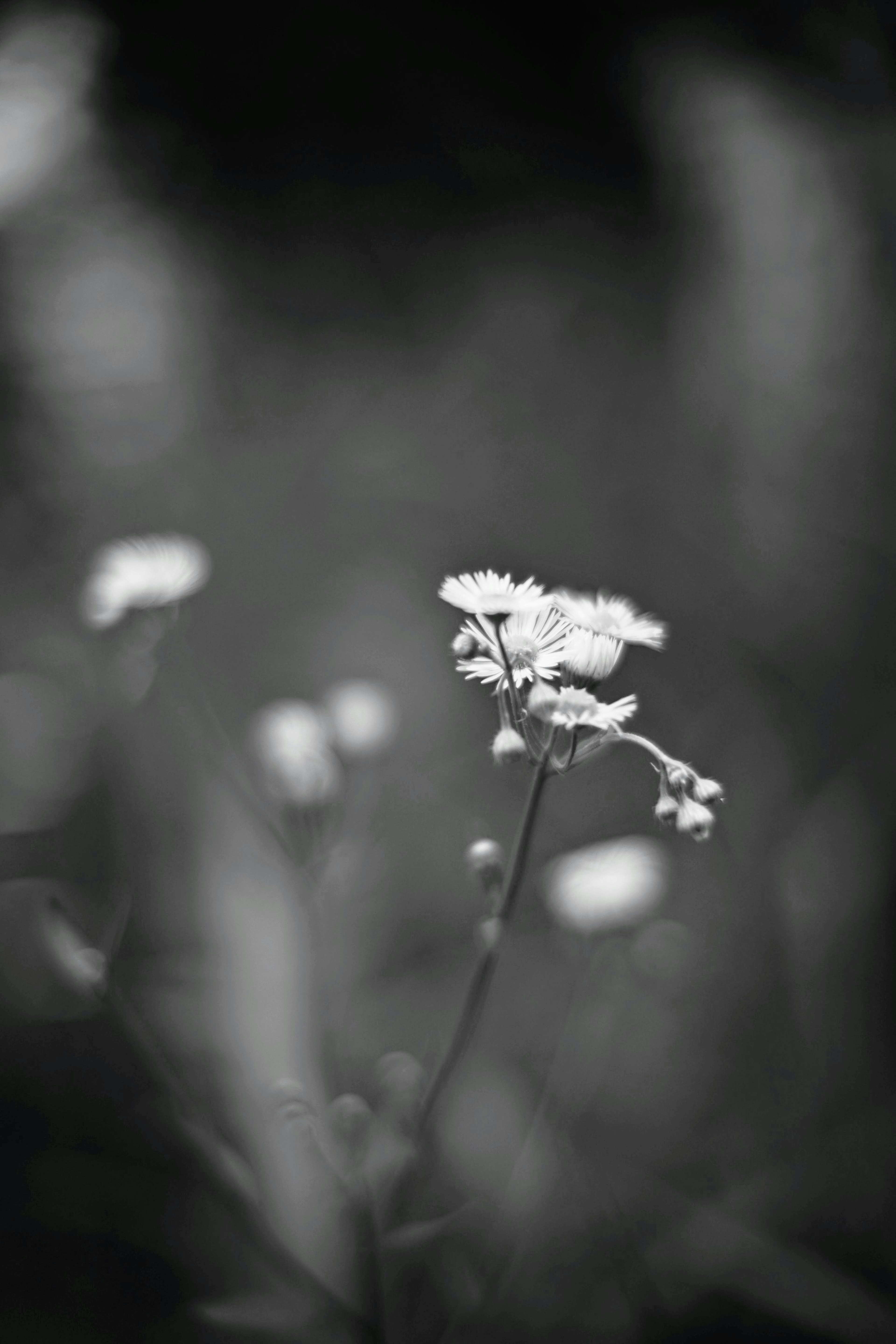 Close-up of a black and white flower soft background with focused flower