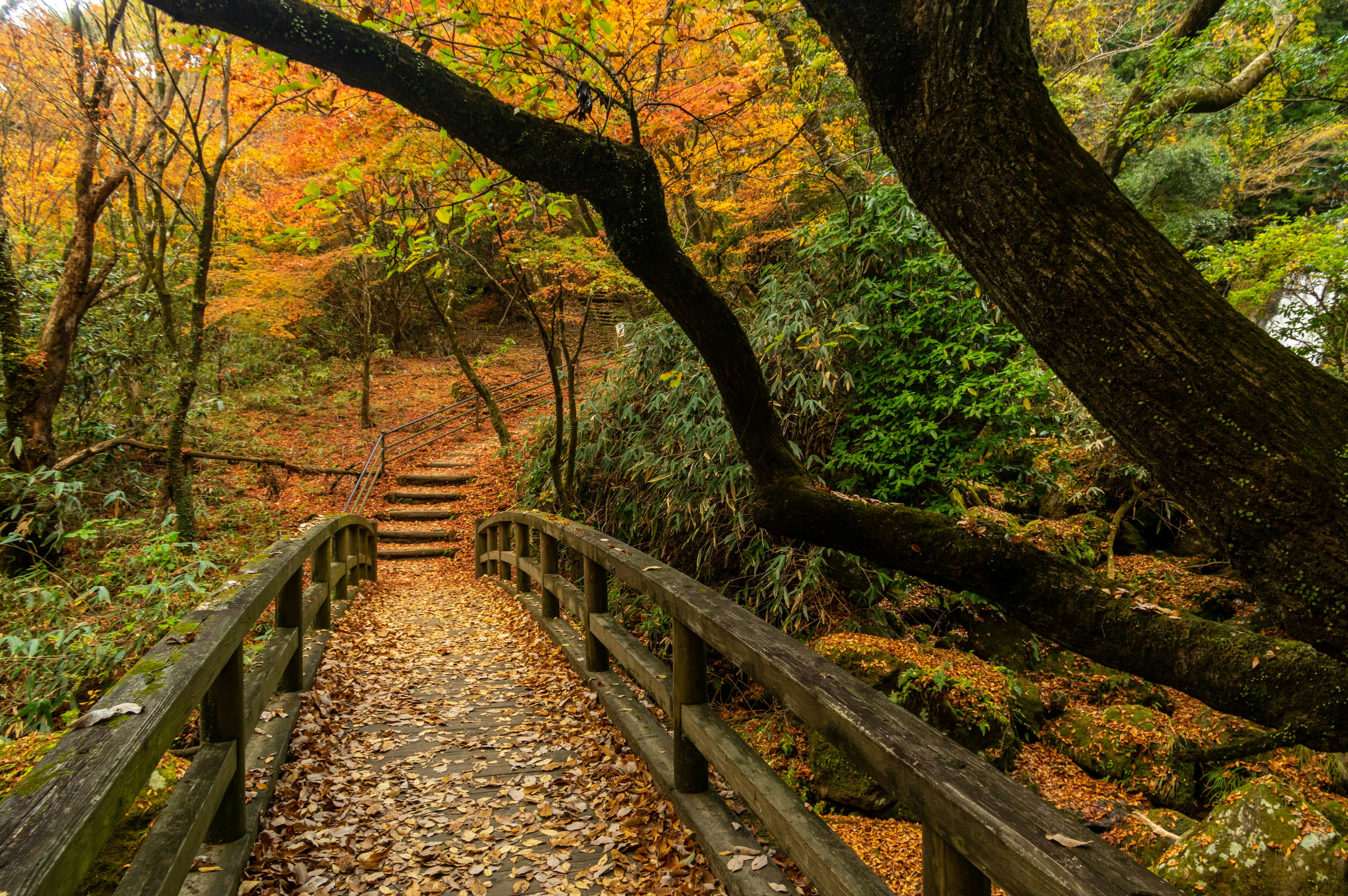 ทิวทัศน์ฤดูใบไม้ร่วงที่สวยงามพร้อมสะพานไม้ที่ล้อมรอบด้วยต้นไม้ที่มีสีสัน