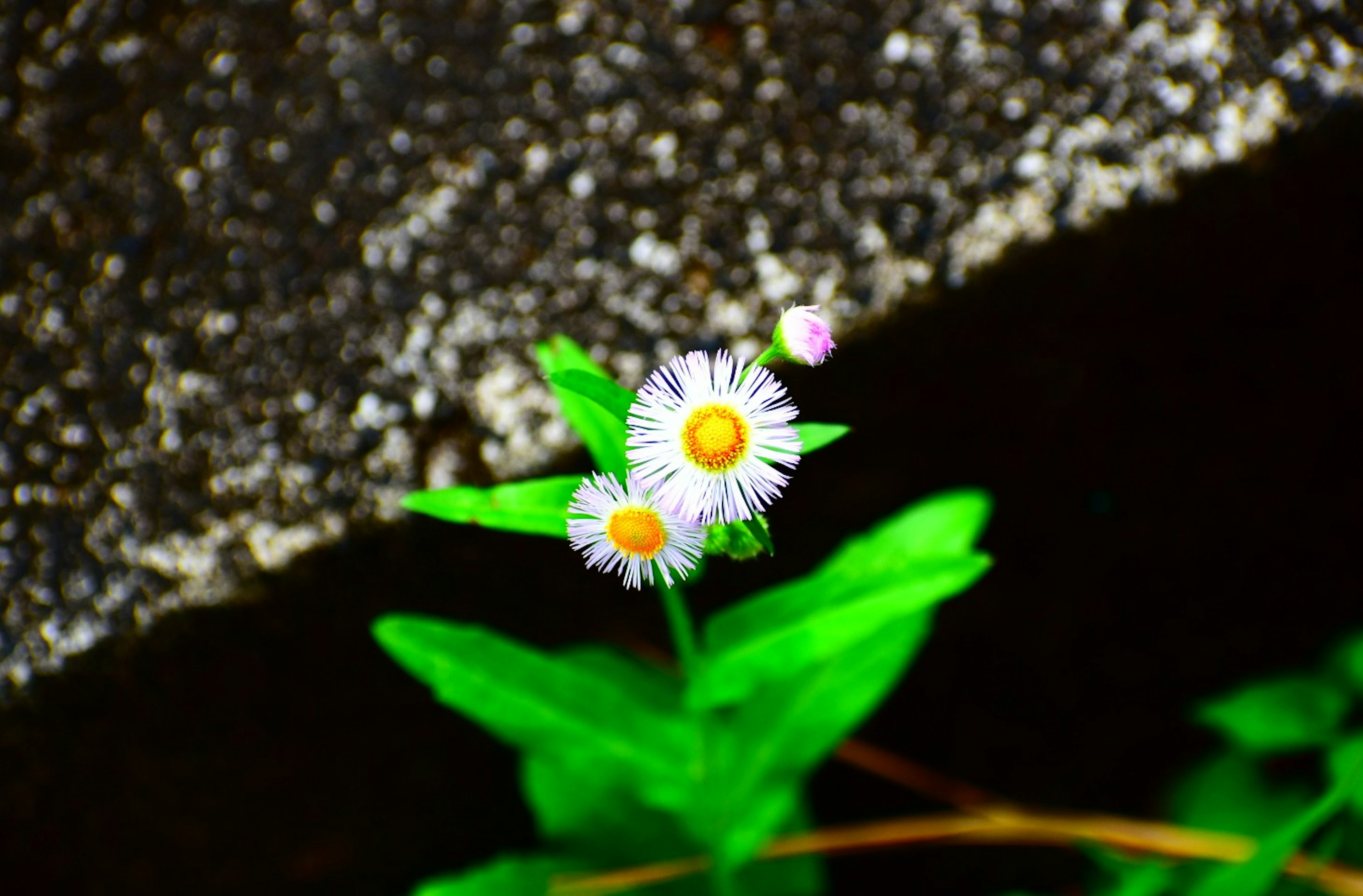 A plant with white flowers and green leaves blooming near a stone