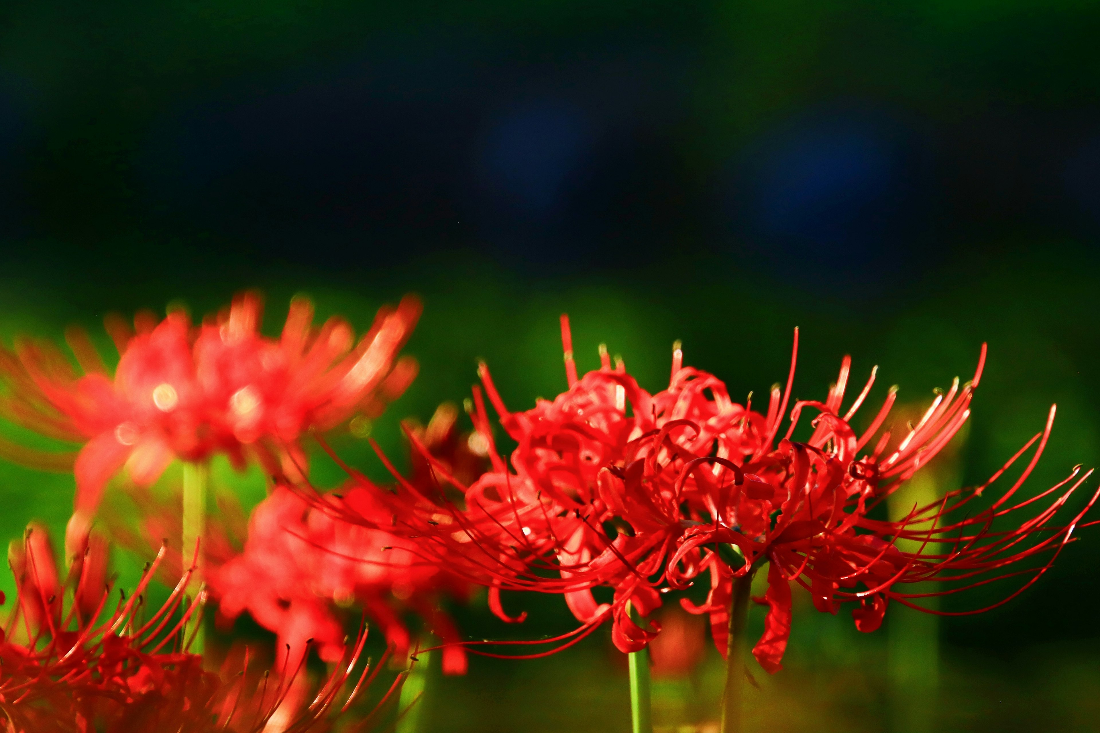 Hermoso paisaje con lirios araña rojos en flor