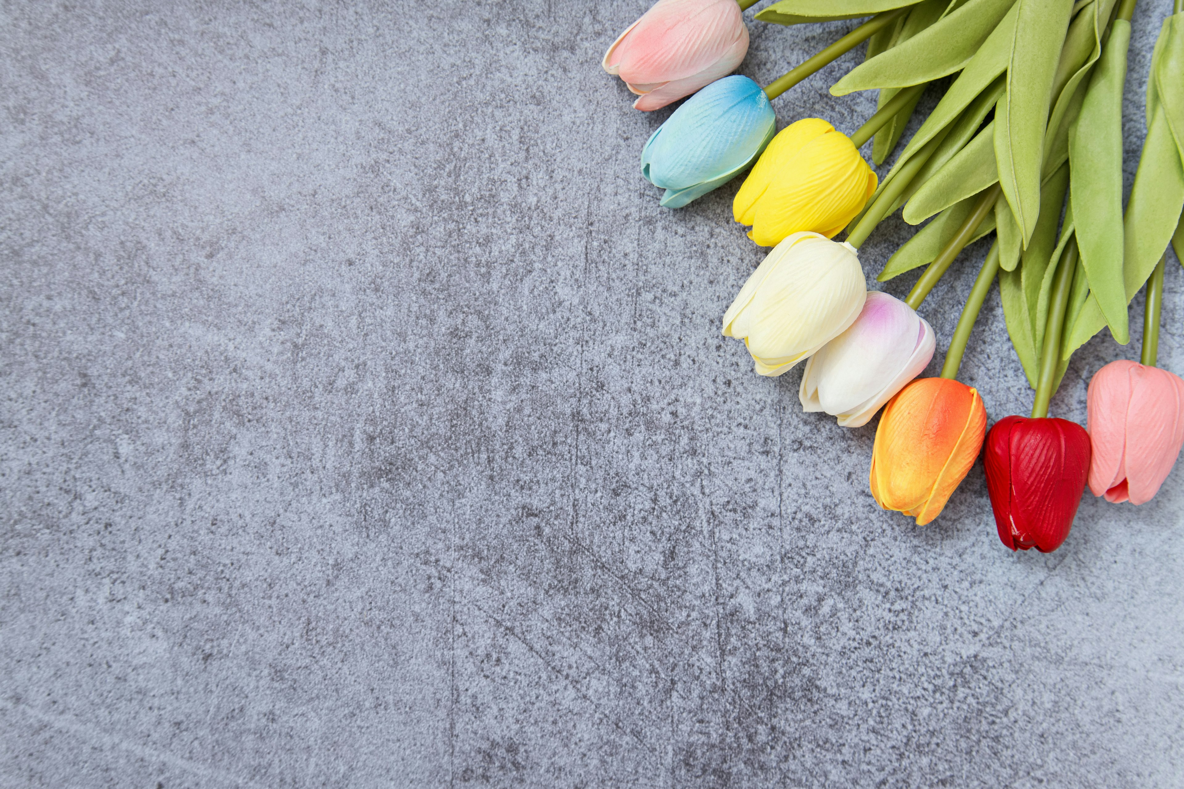 Des tulipes colorées disposées sur un fond gris