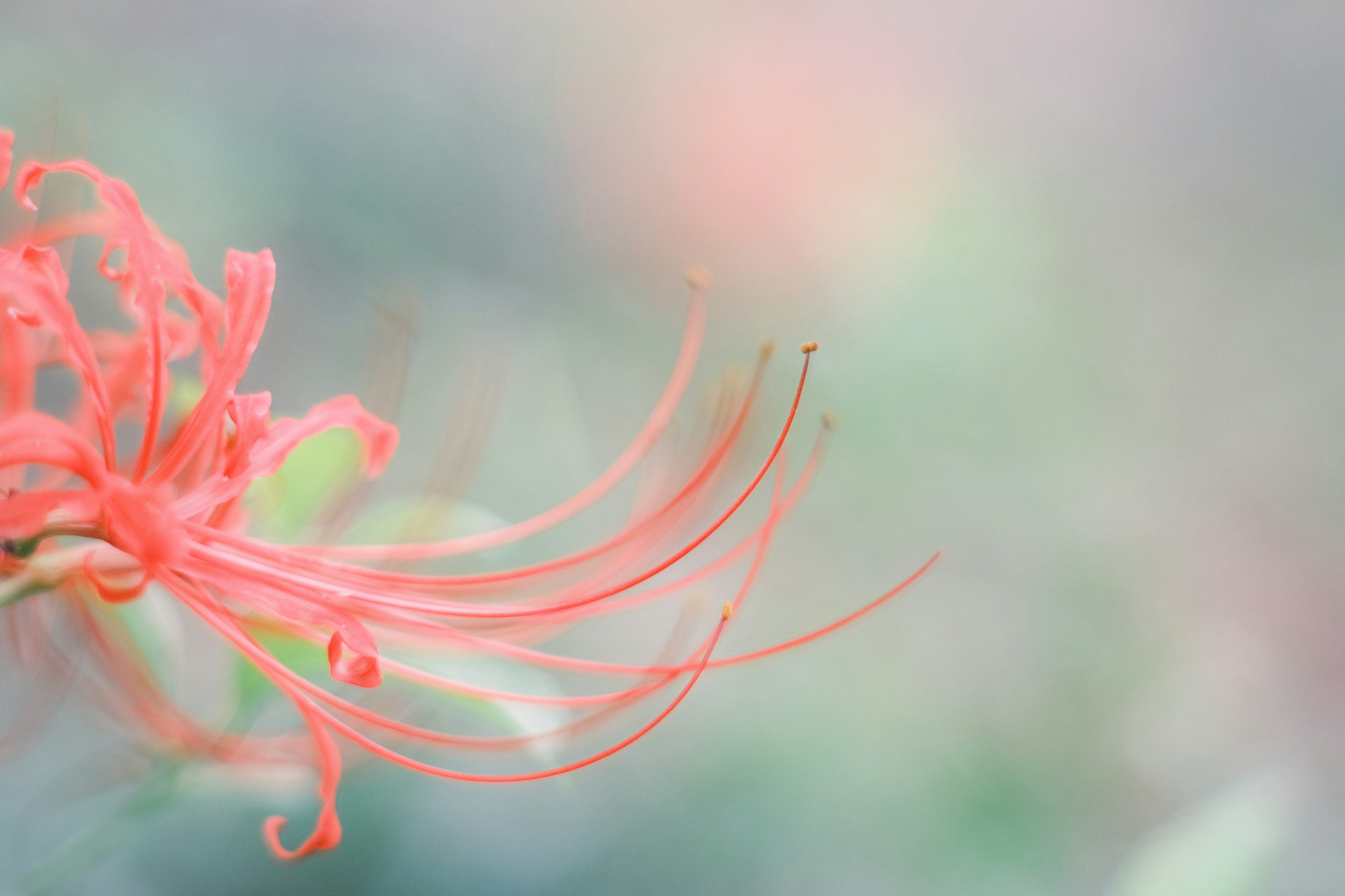 Vibrant red flower with delicate petals against a soft background