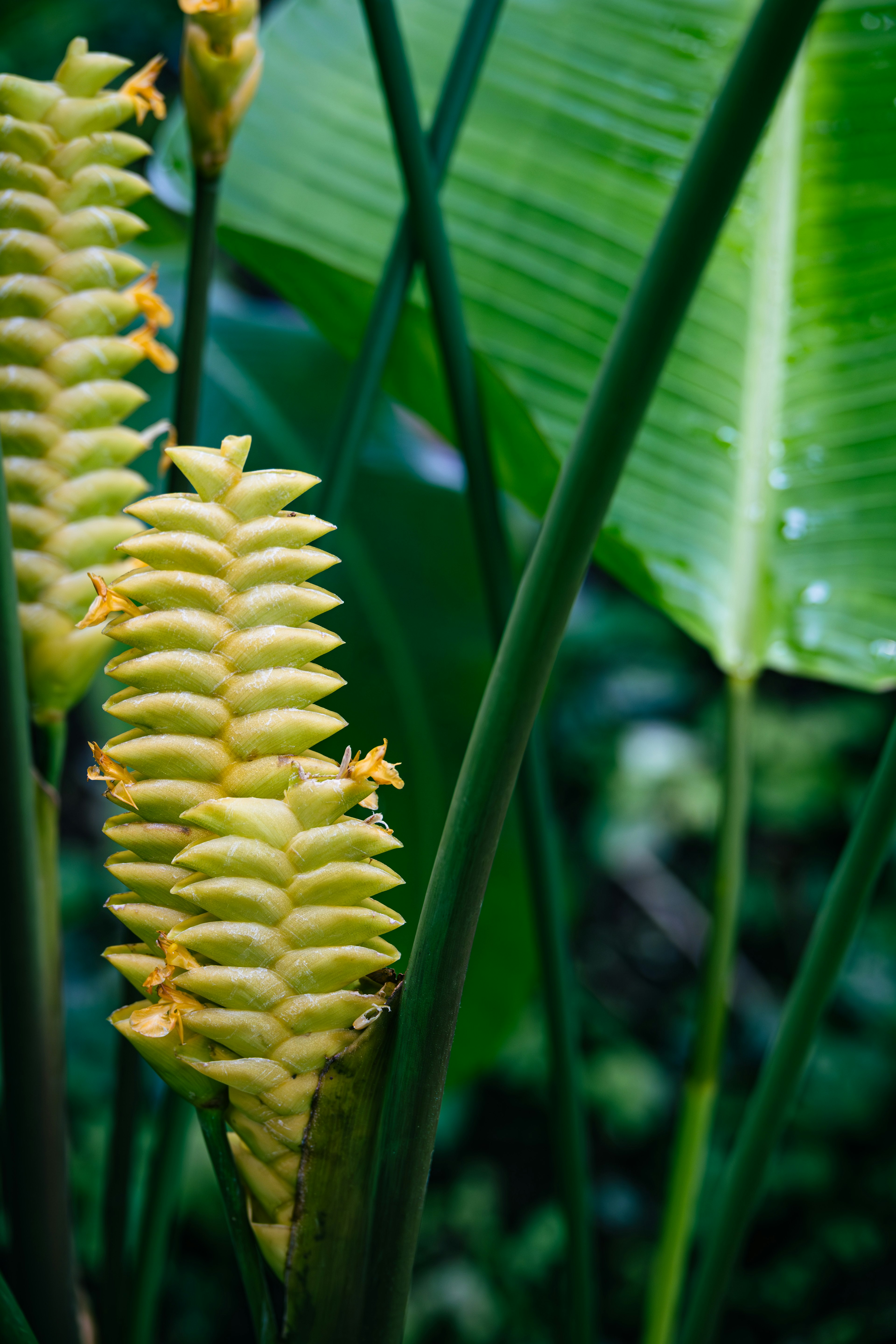 緑の葉の間にある黄色い花のような植物のクローズアップ