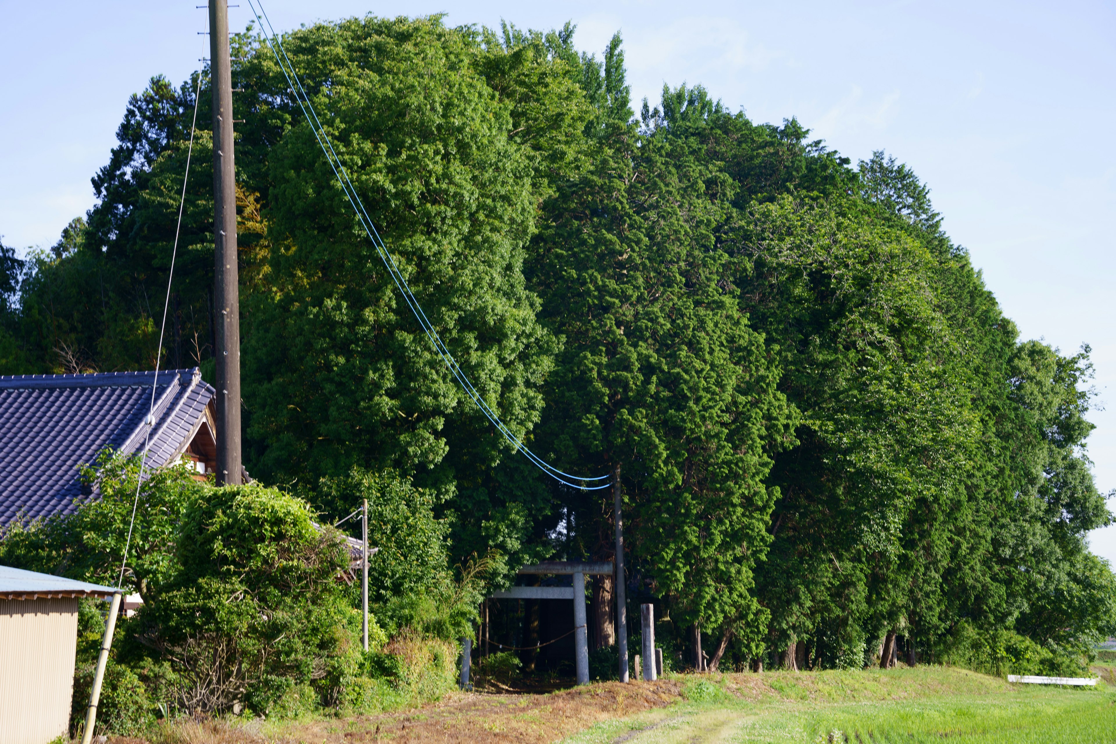 Scenic view of a farmhouse surrounded by lush greenery and a utility pole