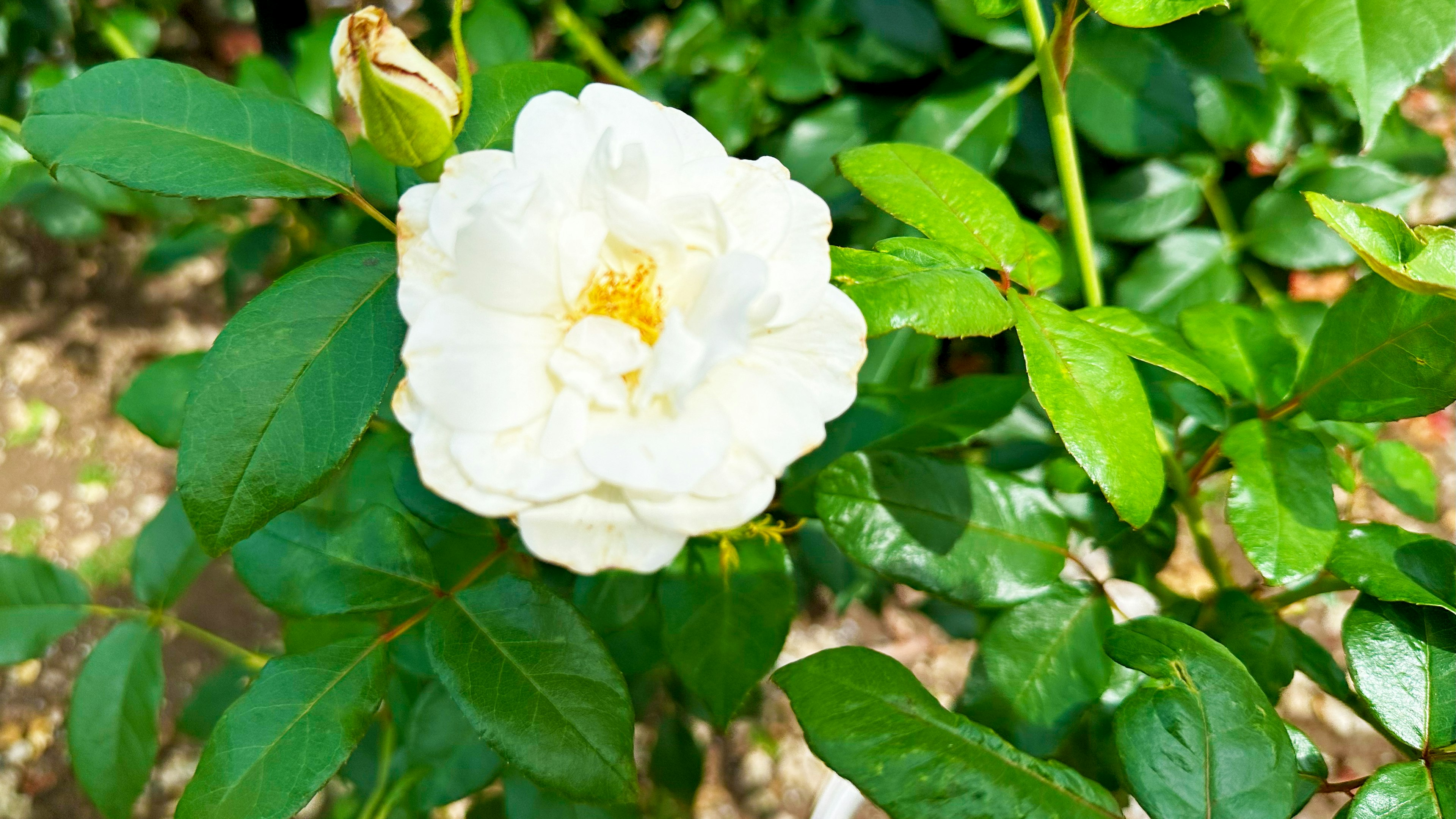 Weiße Rosenblüte mit grünen Blättern