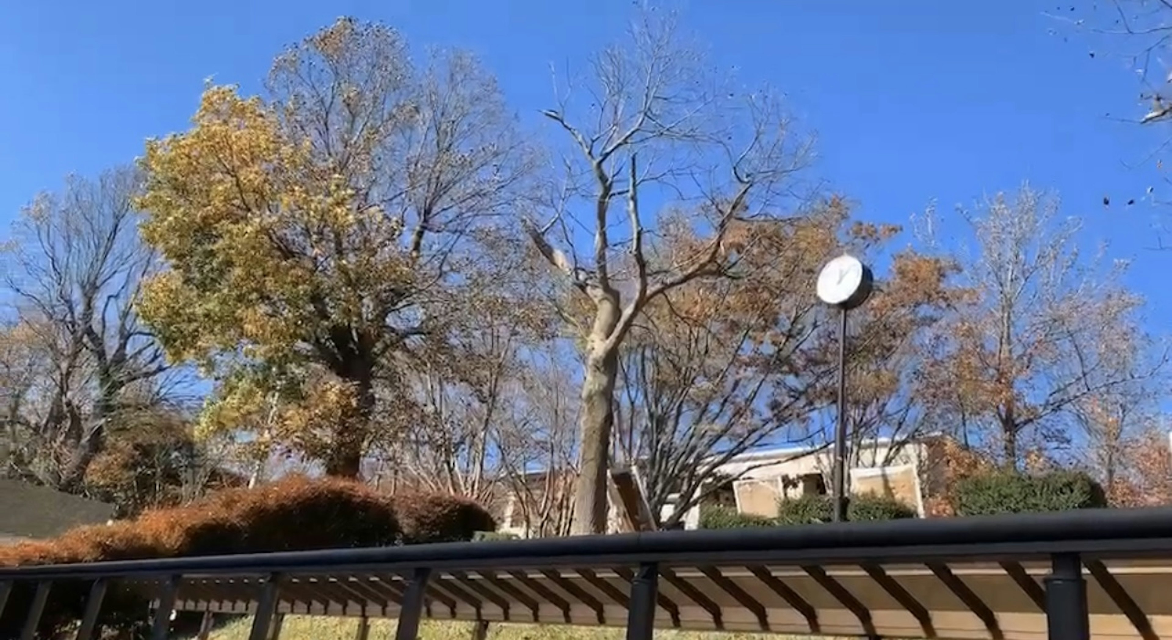 青空の下に立つ木々と公園の時計