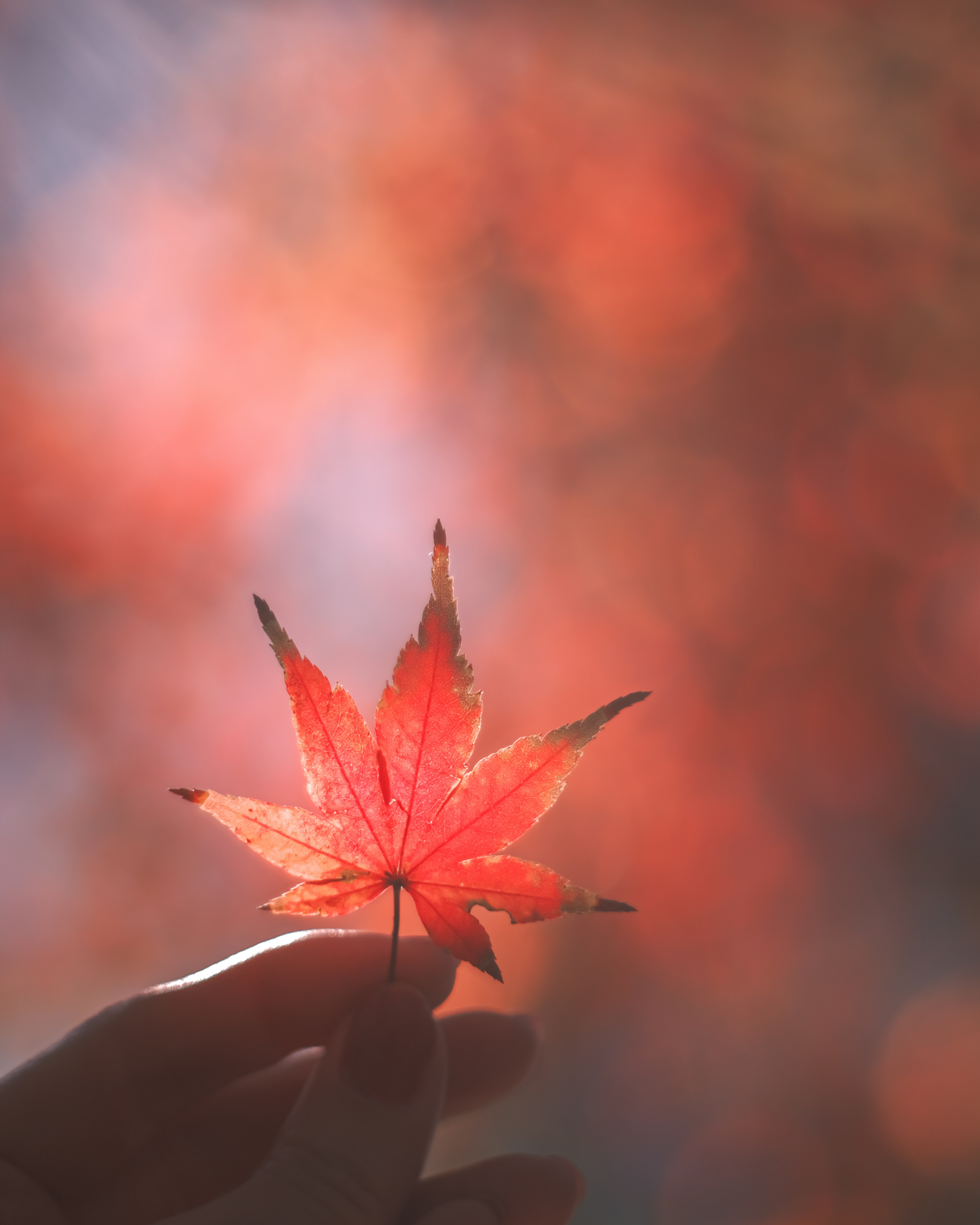 A hand holding a red maple leaf with a blurred orange and red background