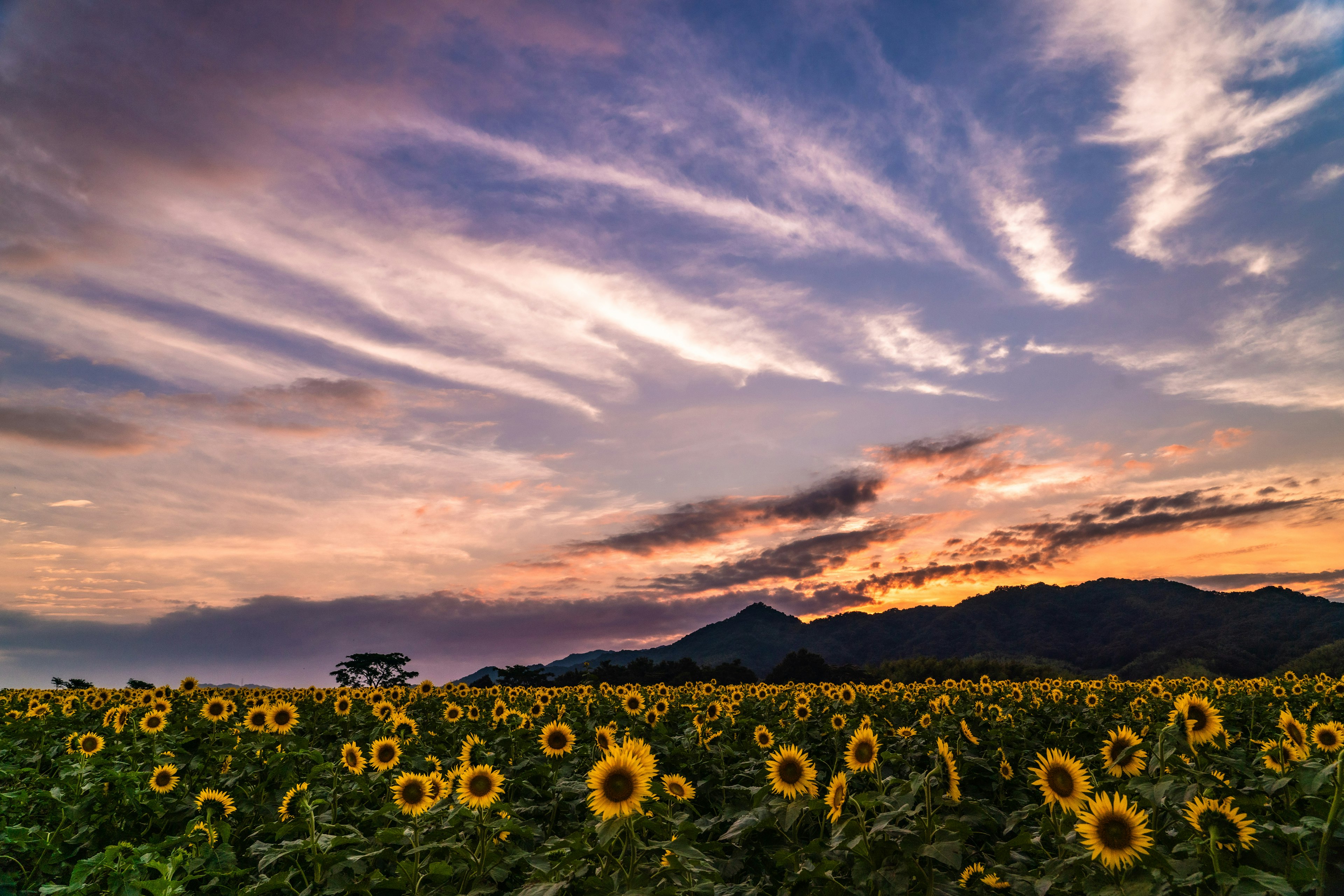 Sonnenblumenfeld mit Sonnenuntergangshimmel