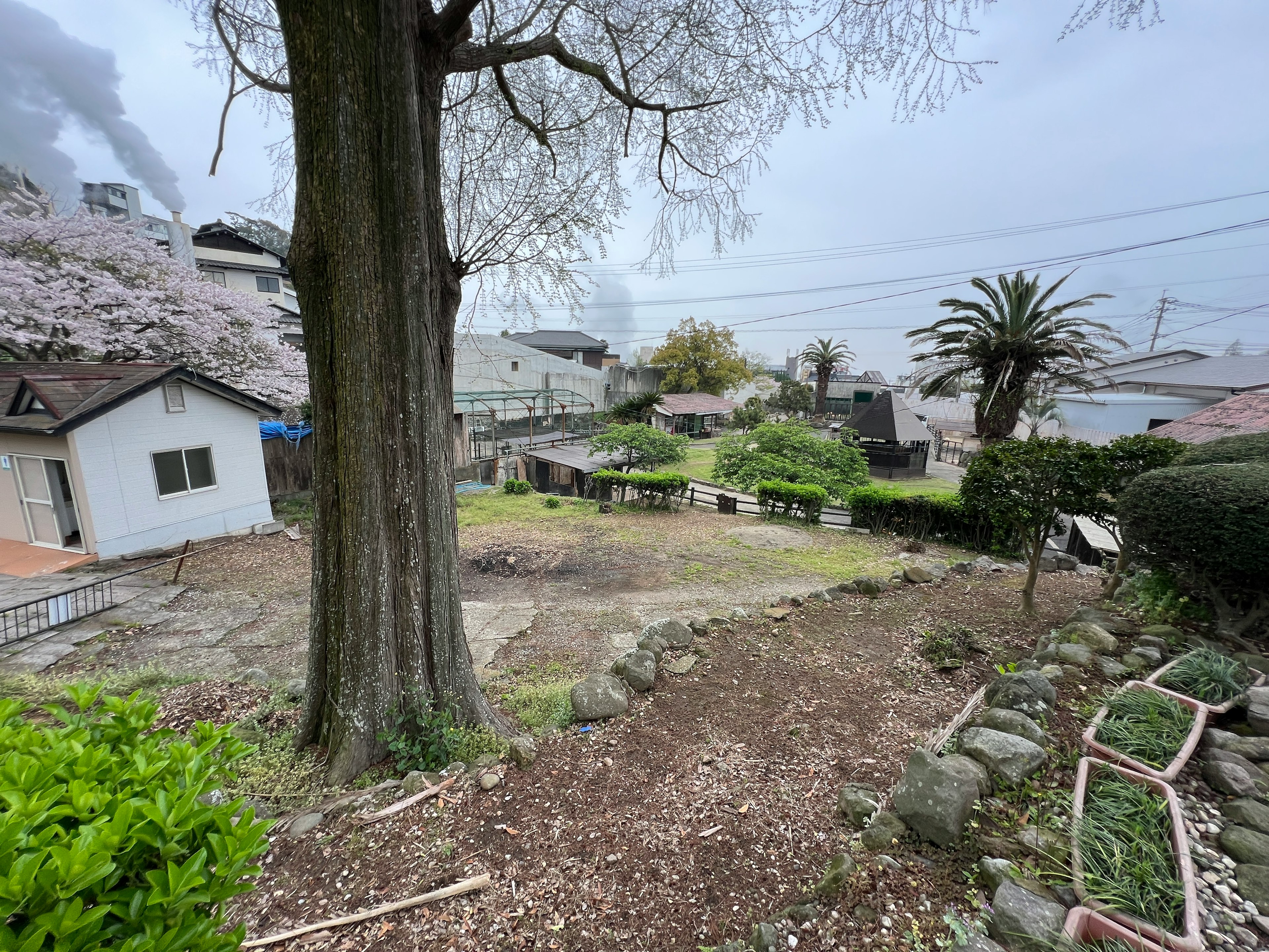 広い庭と桜の木がある景色で曇り空の下