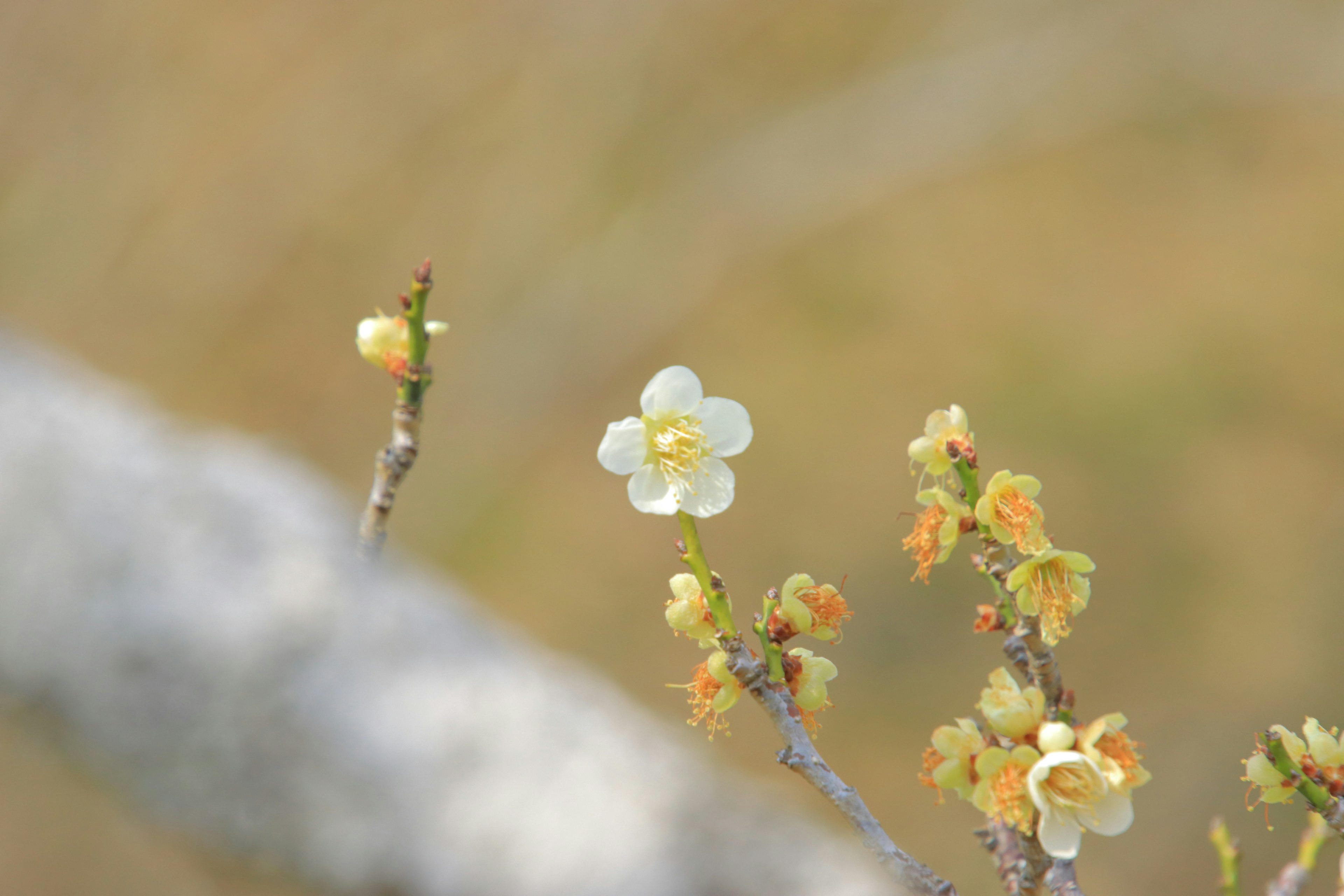 Primo piano di piccoli fiori bianchi che fioriscono su un ramo