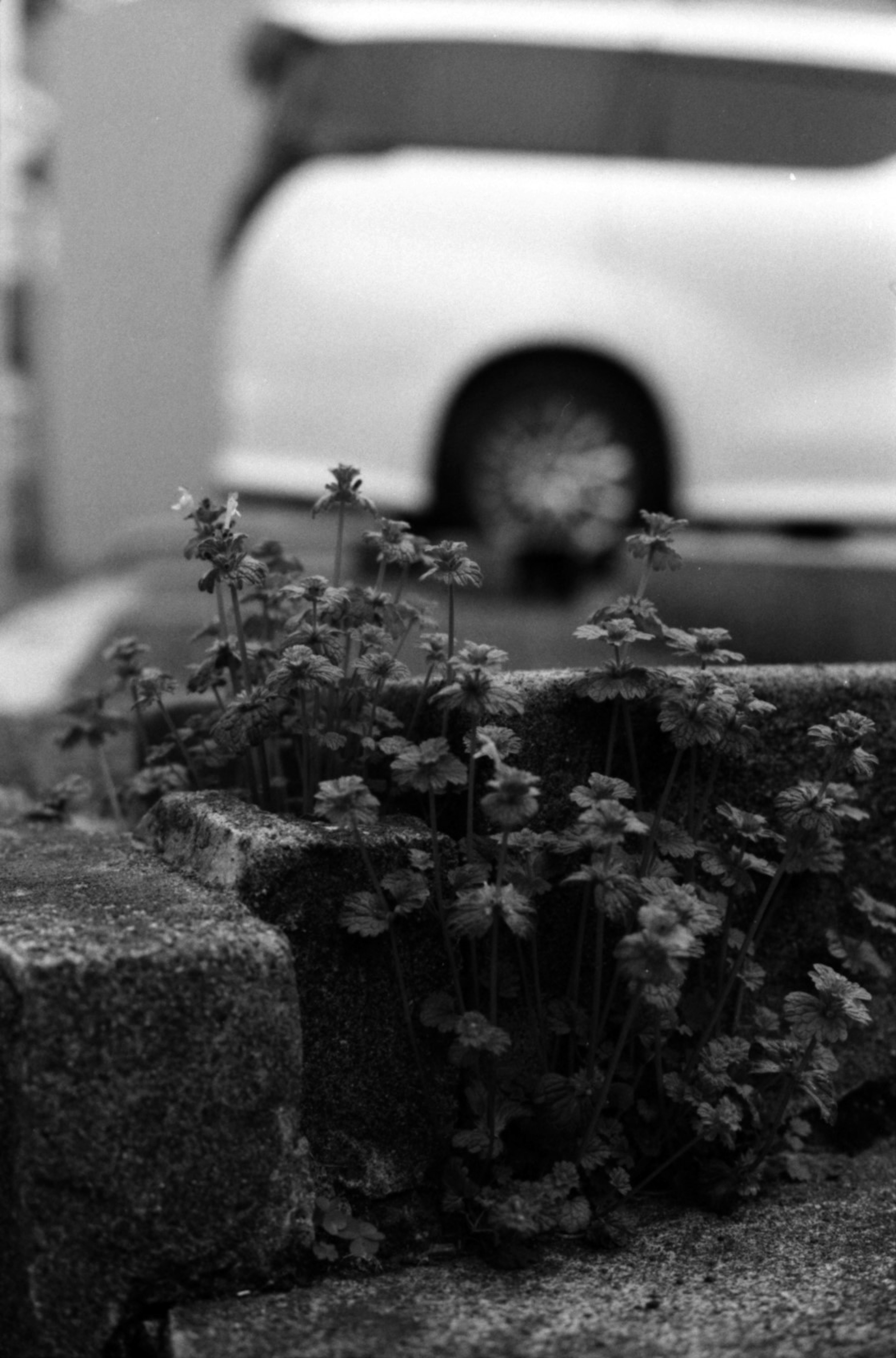 Piccole fiori in un paesaggio in bianco e nero con un'auto sullo sfondo