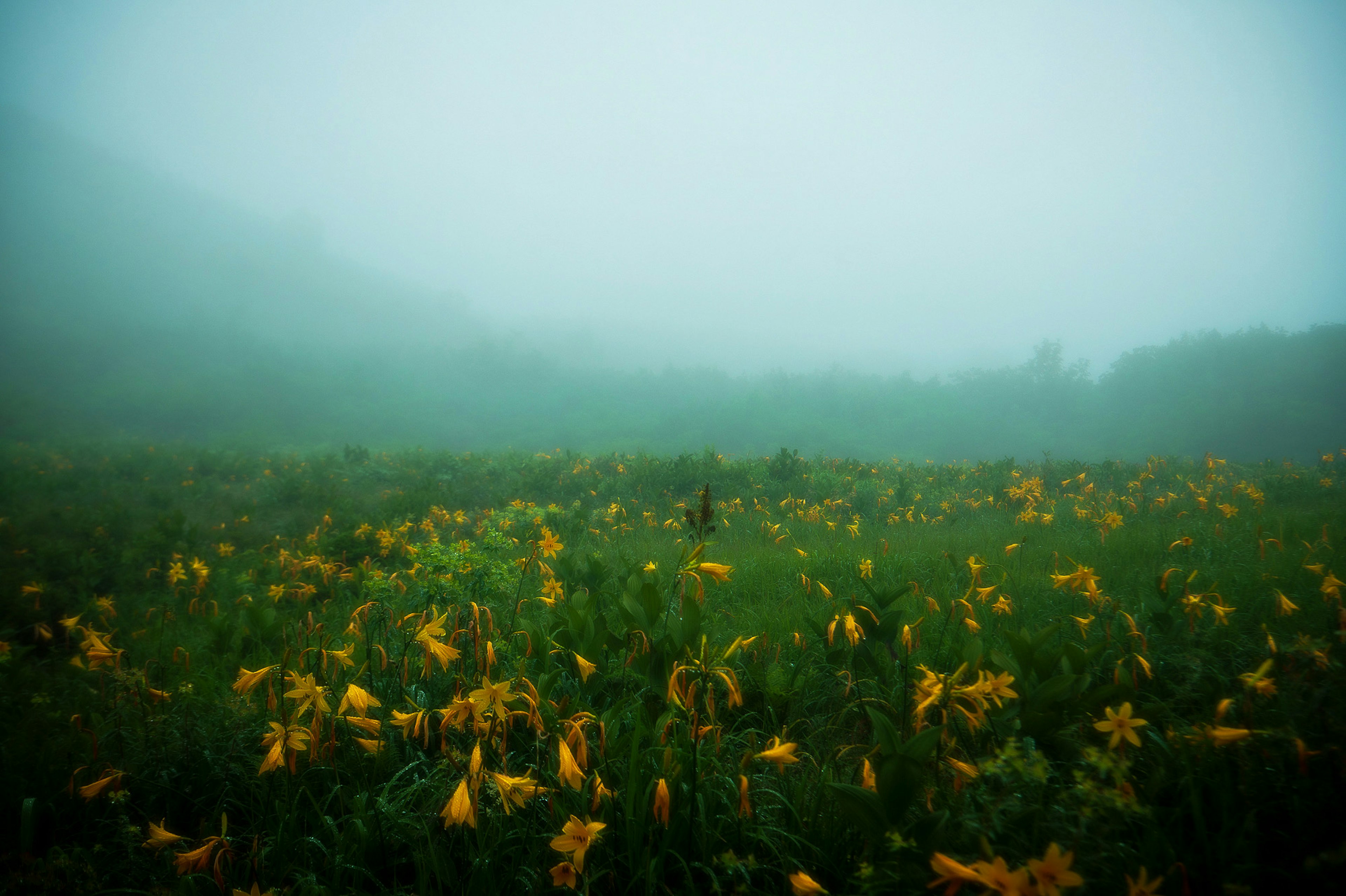 Field of yellow flowers shrouded in mist