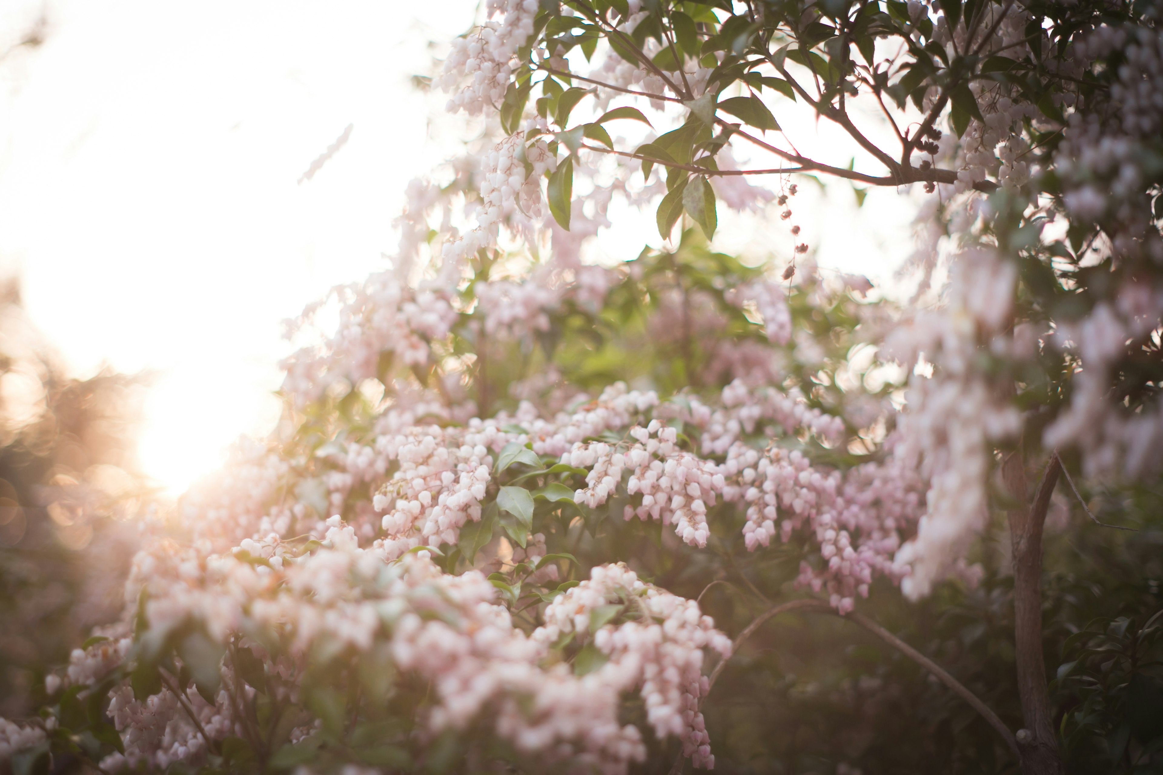 柔らかい光の中で咲く淡い色の花々のクローズアップ