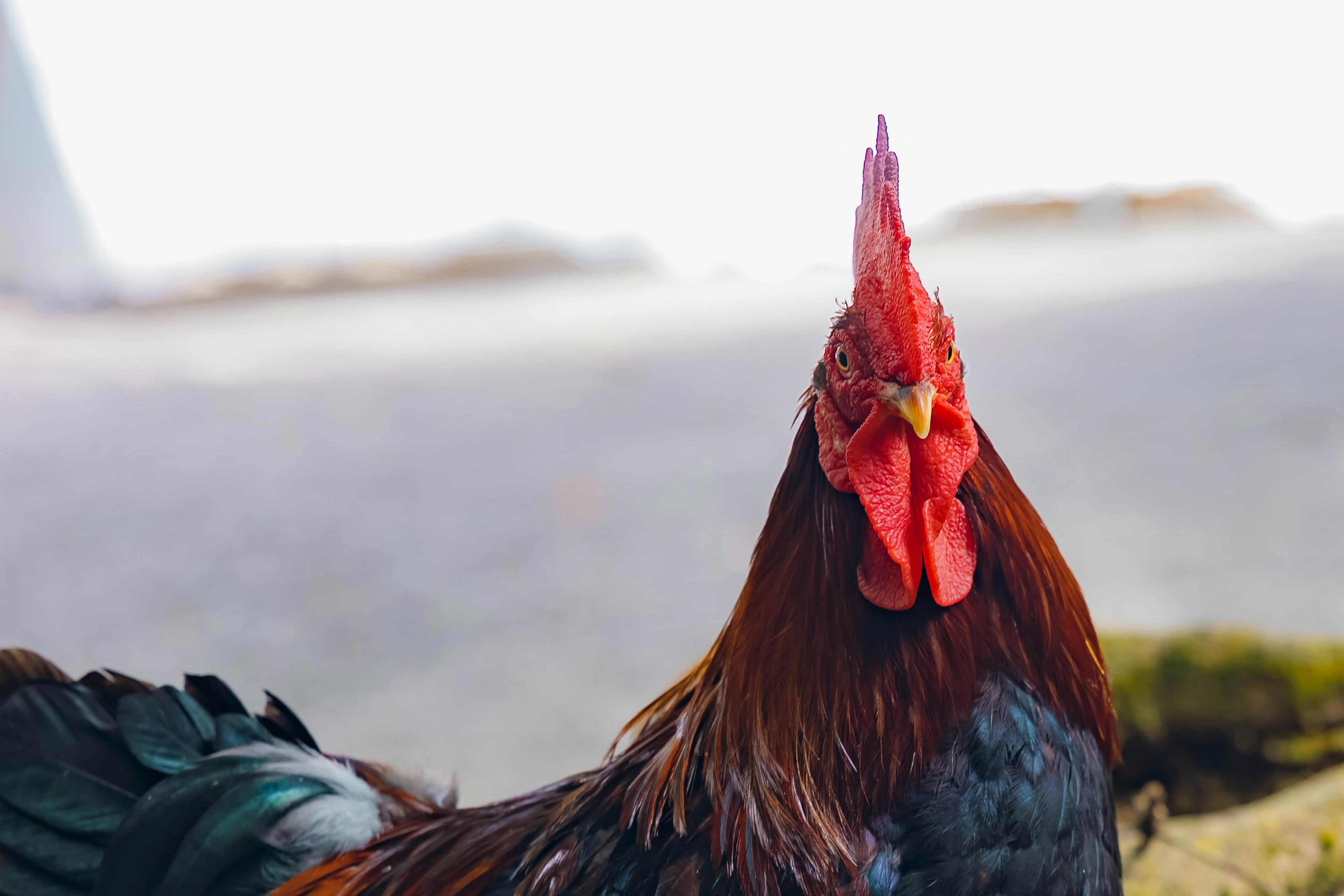 Close-up seekor ayam jantan dengan jambul merah cerah