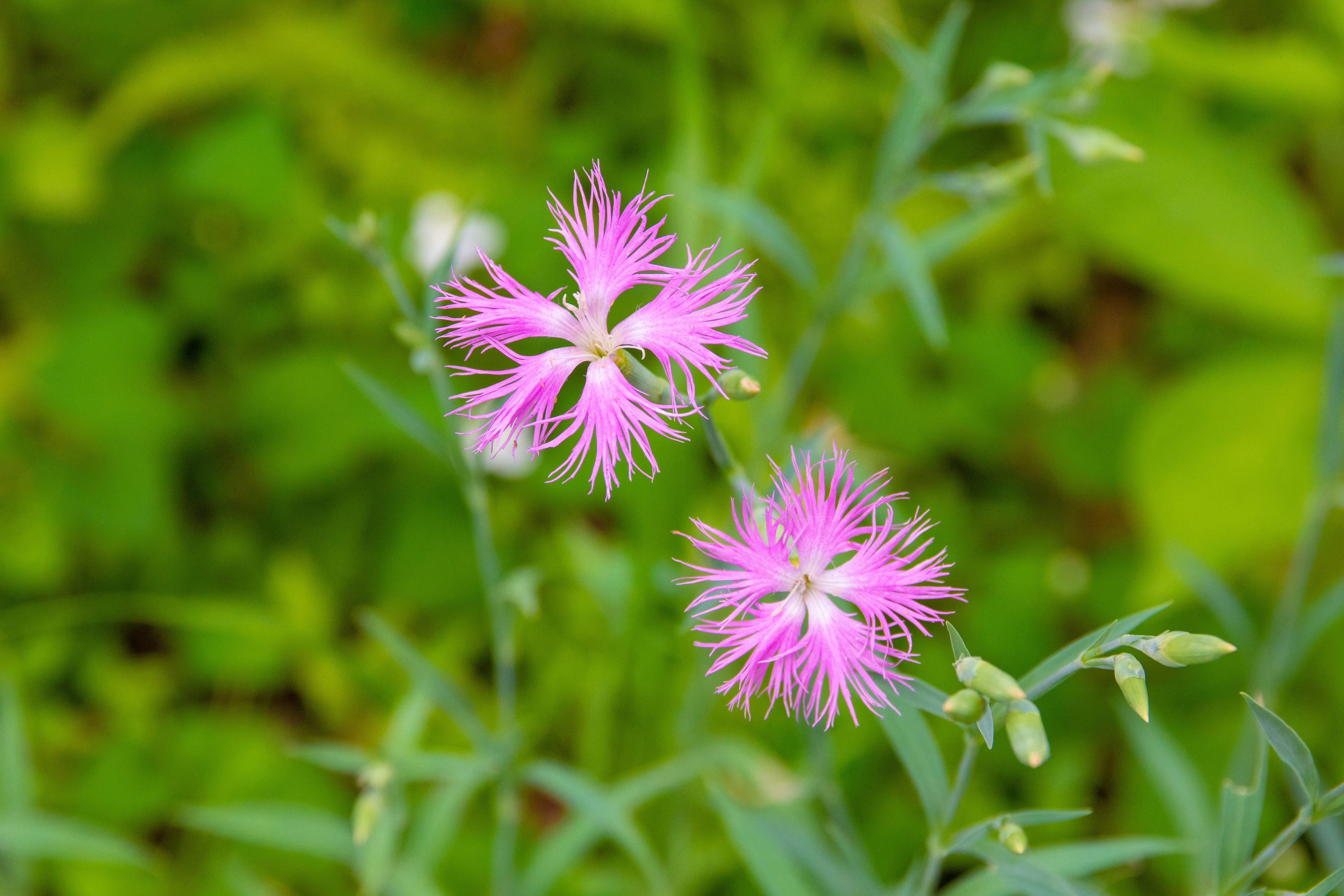 Bunga pink cerah mekar di latar belakang hijau dengan daun ramping