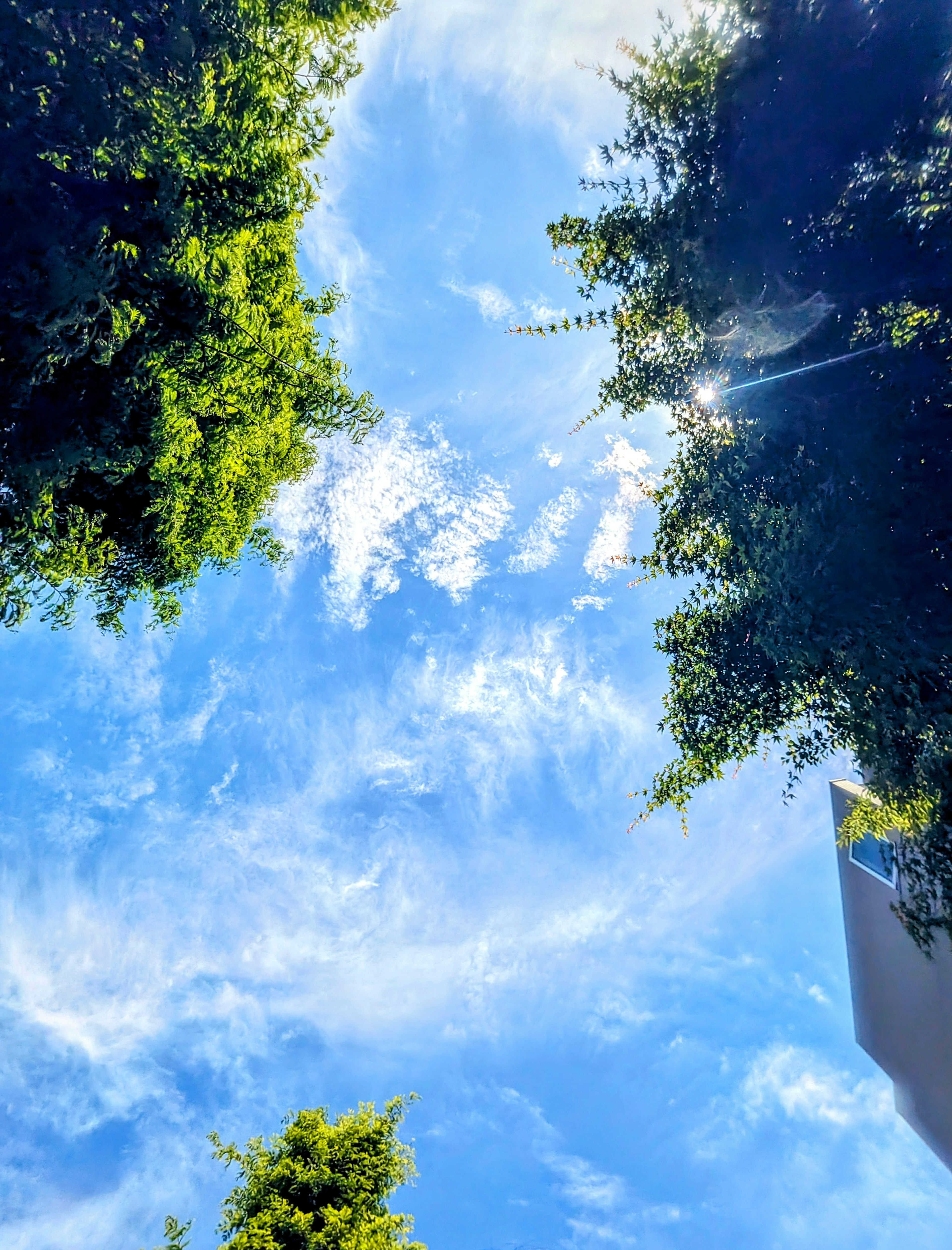 Blick auf den blauen Himmel eingerahmt von üppigen grünen Bäumen