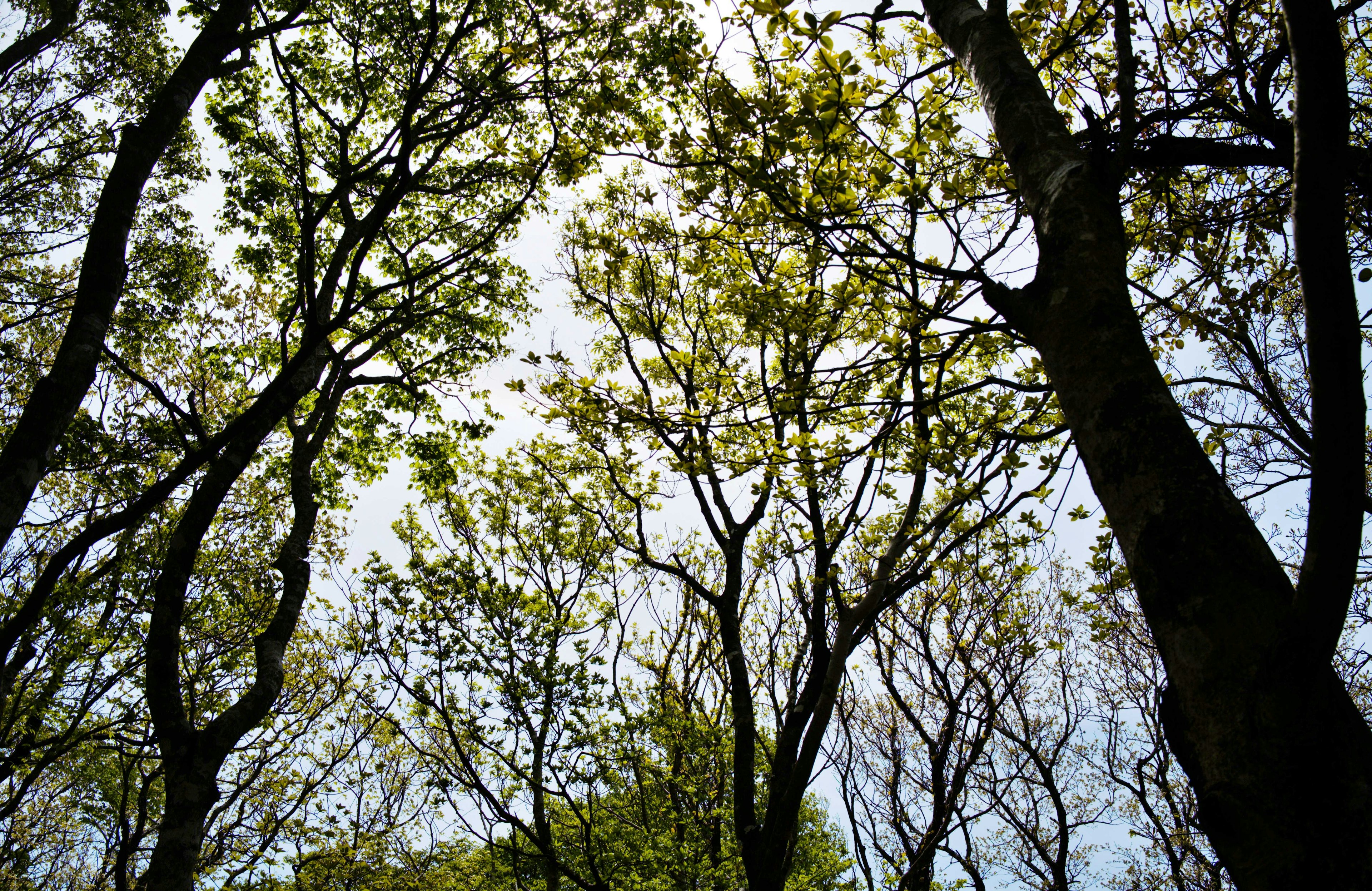 Blick auf den Himmel durch Bäume mit frischen grünen Blättern