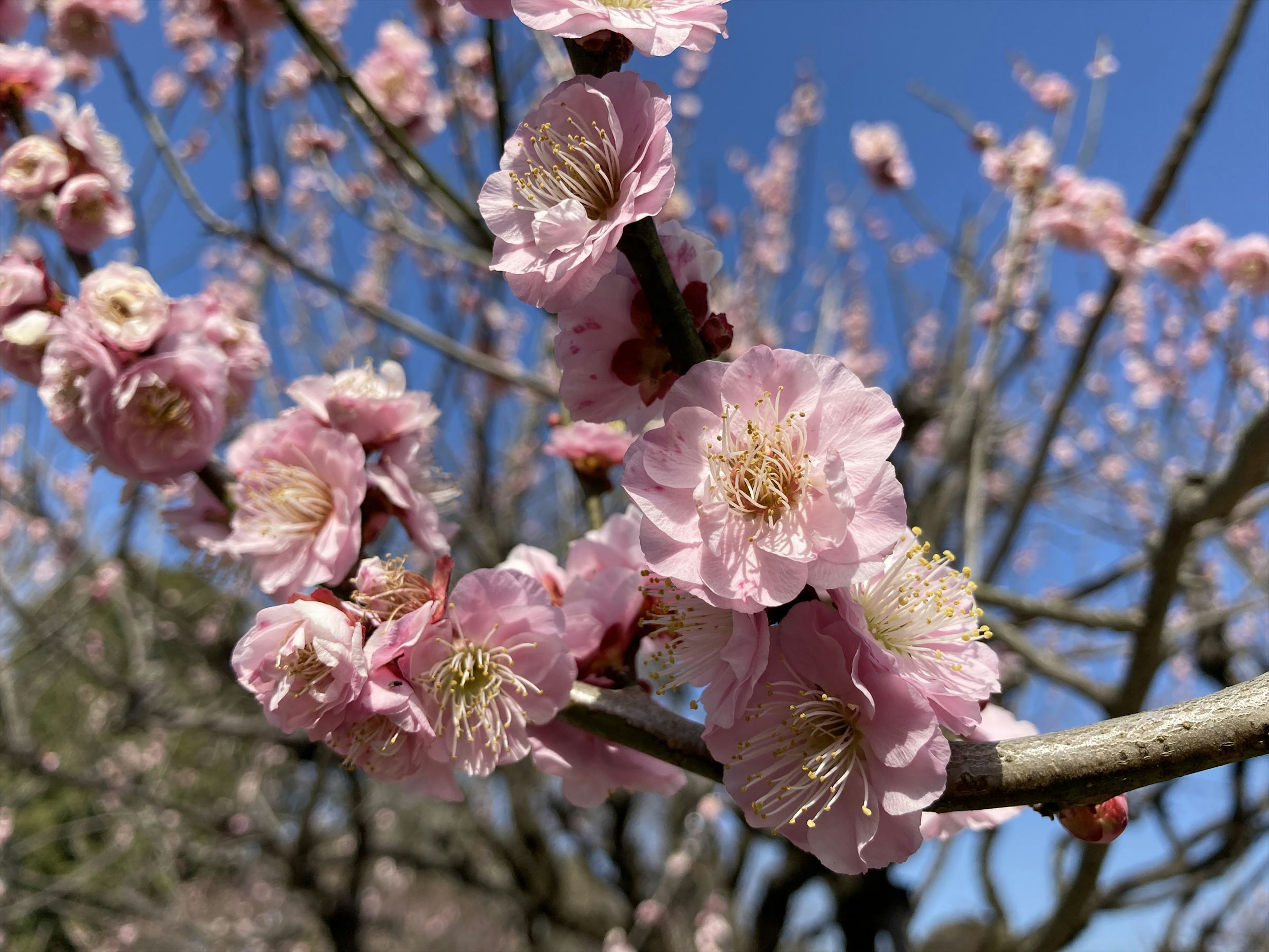 青空を背景にしたピンクの花が咲く梅の木の枝