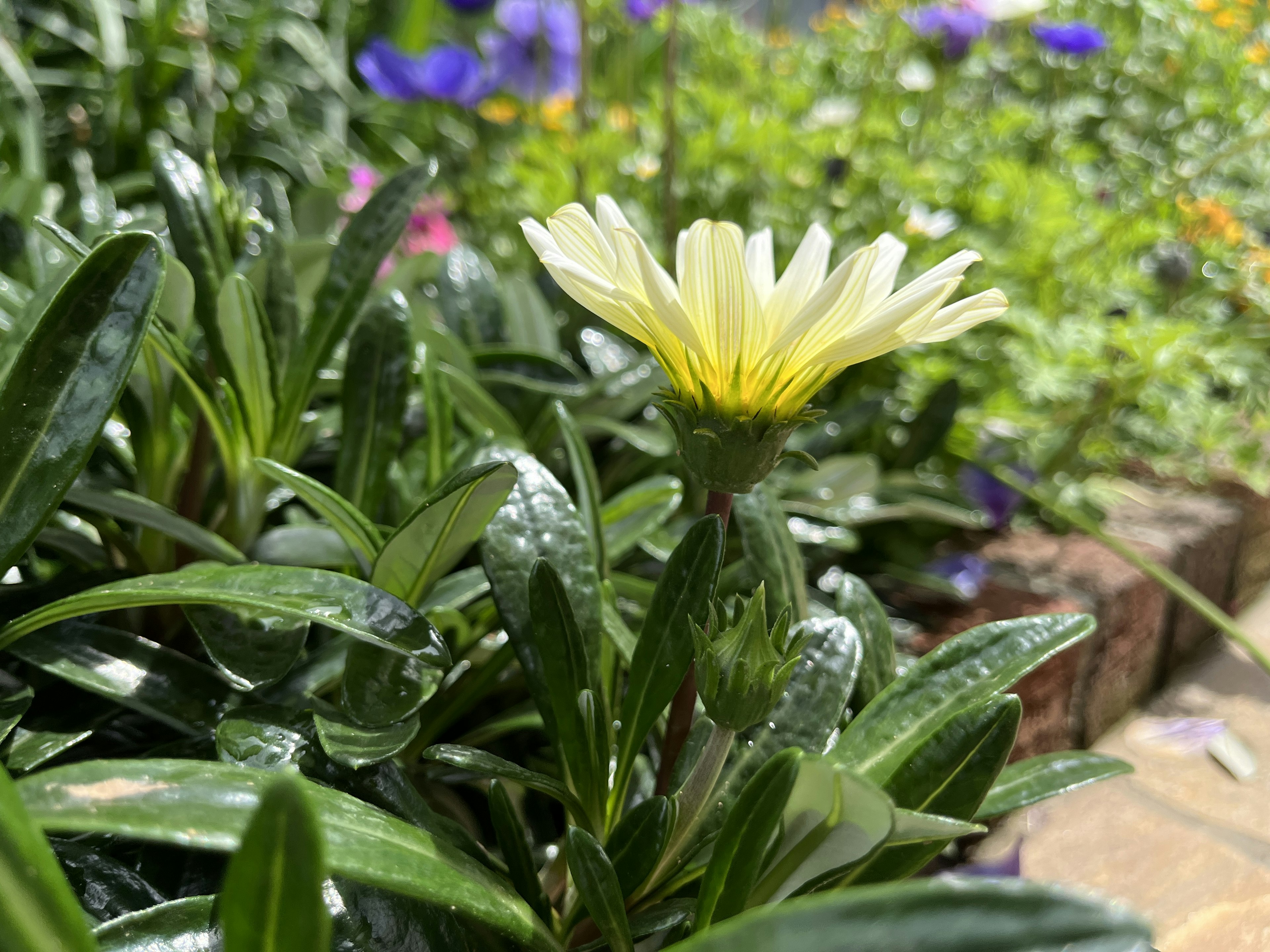 庭の中に咲く黄色い花と緑の葉