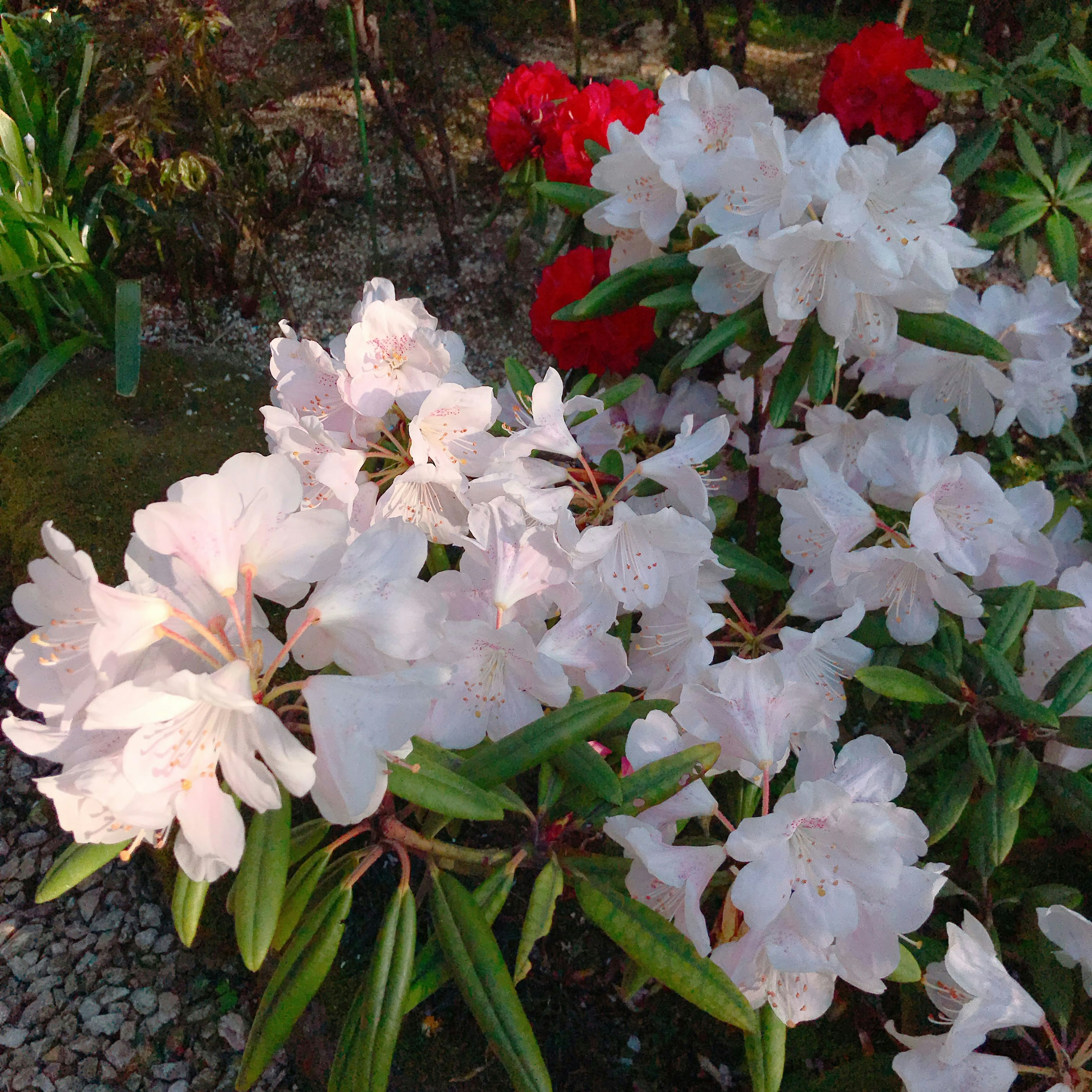 Beautiful scene with blooming white rhododendron flowers