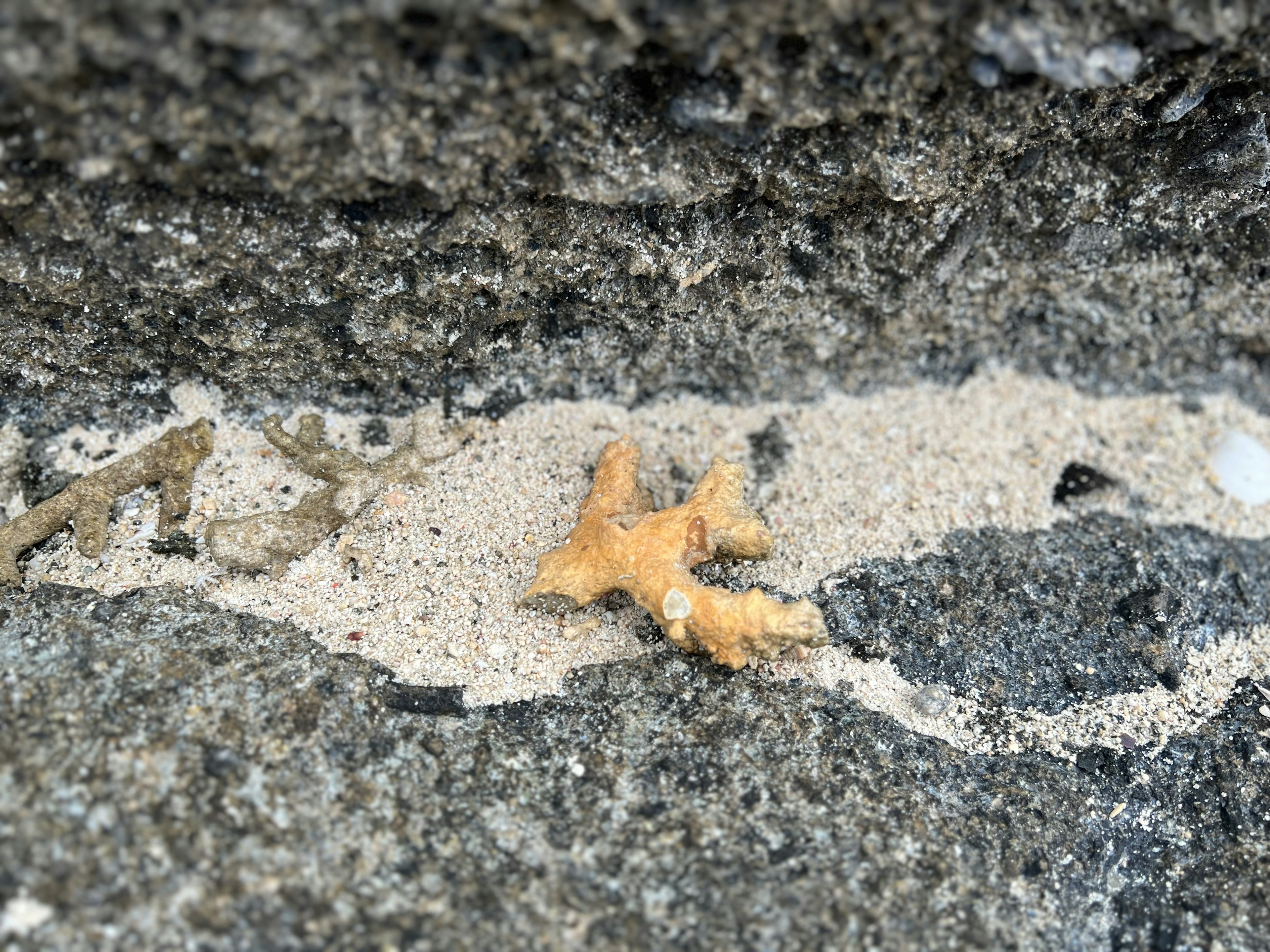 Pequeño fragmento de coral naranja en una superficie rocosa arenosa